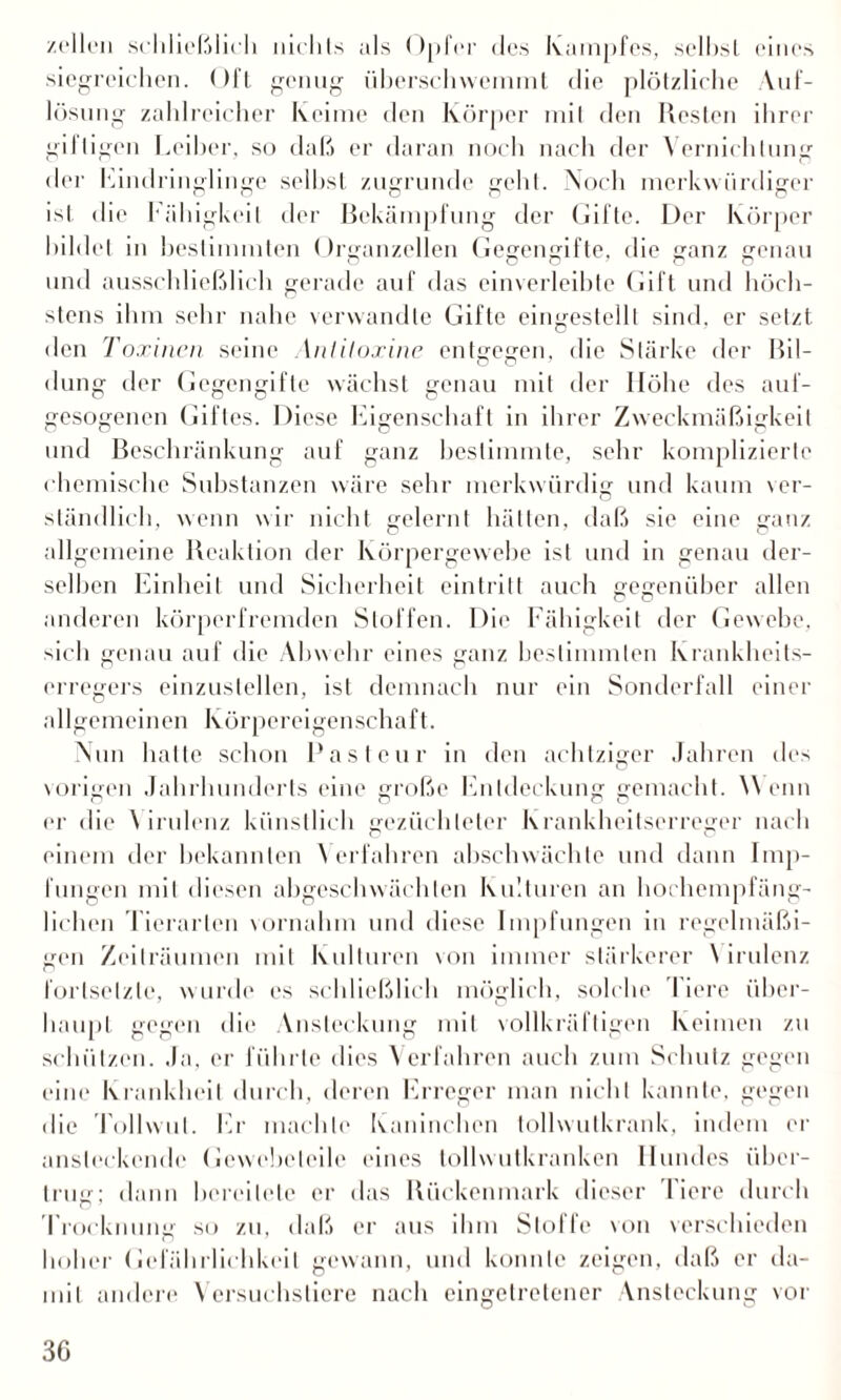 zellen schließlich nichts als Opfer des Kampfes, seihst eines siegreichen. Oft genug überschwemmt die plötzliche Auf¬ lösung zahlreicher Keime den Körper mit den Resten ihrer giftigen Leiber, so daß er daran noch nach der Vernichtung der Kindringlinge seihst zugrunde geht. Noch merkwürdiger ist die Fähigkeit der Bekämpfung der Gifte. Der Körper bildet in bestimmten Organzellen Gegengifte, die ganz genau und ausschließlich gerade auf das einverleibte Gift und höch¬ stens ihm sehr nahe verwandte Gifte eingestellt sind, er setzt den Toxinen seine Antitoxine entgegen, die Stärke der Bil¬ dung der Gegengifte wächst genau mit der Höhe des auf¬ gesogenen Gilles. Diese Eigenschaft in ihrer Zweckmäßigkeit und Beschränkung auf ganz bestimmte, sehr komplizierte chemische Substanzen wäre sehr merkwürdig und kaum ver¬ ständlich, wenn wir nicht gelernt hätten, daß sie eine ganz allgemeine Reaktion der Körpergewebe ist und in genau der¬ selben Einheit und Sicherheit ein tritt auch gegenüber allen anderen körperfremden Stoffen. Die Fähigkeit der Gewebe, sich genau auf die Abwehr eines ganz bestimmten Krankheits¬ erregers einzustellen, ist demnach nur ein Sonderfall einer allgemeinen Körpereigenschaft. Nun halte schon Pasteur in den achtziger Jahren des vorigen Jahrhunderts eine große Entdeckung gemacht. Wenn er die \ irulenz künstlich gezüchteter Krankheitserreger nach einem der bekannten Verfahren abschwächte und dann Imp¬ fungen mit diesen abgeschwächten Kulturen an hochempfäng¬ lichen Tierarten vornahm und diese Impfungen in regelmäßi¬ gen Zeiträumen mit Kulturen von immer stärkerer \ irulenz fortselzle, wurde es schließlich möglich, solche I iere über¬ haupt gegen die Vnsleckung mit vollkräftigen Keimen zu schützen. Ja, er führte dies Verfahren auch zum Schutz gegen eine Krankheit durch, deren Erreger man nicht kannte, gegen die Tollwut. Er machte Kaninchen tollwutkrank, indem er ansteckende Gewebeleile eines tollwutkranken Hundes über¬ trug; dann bereitete er das Rückenmark dieser 1 iere durch Trocknung so zu, daß er aus ihm Stoffe von verschieden hoher Gefährlichkeit gewann, und konnte zeigen, daß er da¬ mit andere Versuchstiere nach eingetretener Ansteckung vor 3G