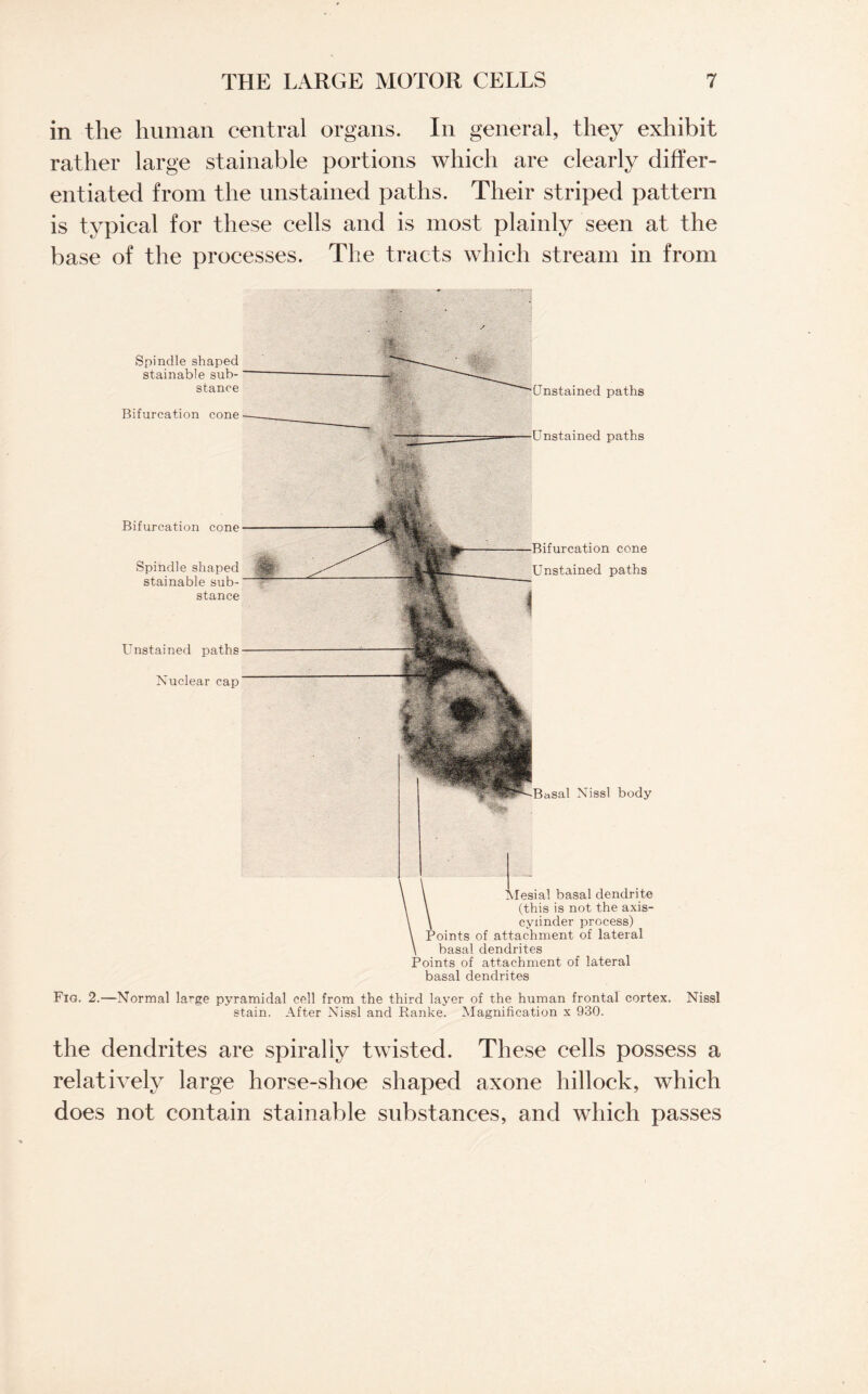 in the human central organs. In general, they exhibit rather large stainable portions which are clearly differ¬ entiated from the unstained paths. Their striped pattern is typical for these cells and is most plainly seen at the base of the processes. The tracts which stream in from Fig. 2.—Normal large pyramidal cell from the third layer of the human frontal cortex. Nissl stain. After Nissl and Ranke. Magnification x 930. the dendrites are spirally twisted. These cells possess a relatively large horse-shoe shaped axone hillock, which does not contain stainable substances, and which passes