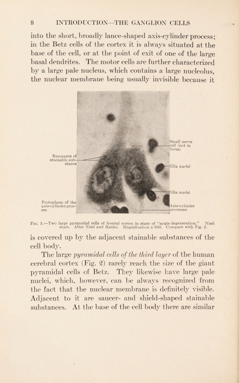 into the short, broadly lance-shaped axis-cylinder process; in the Betz cells of the cortex it is always situated at the base of the cell, or at the point of exit of one of the large basal dendrites. The motor cells are further characterized by a large pale nucleus, which contains a large nucleolus, the nuclear membrane being usually invisible because it Remnants of stainable sub¬ stance Protoplasm of the axis-cylinder proc¬ ess. Small nerve cell (not in focus) Glia nuclei HGlia nuclei Axis-cylinder processes Fig. 3.—Two large pyramidal cells of frontal cortex in state of “acute degeneration.” Nissl stain. After Nissl and Ranke. Magnification x 930. Compare with Fig. 2. is covered up by the adjacent stainable substances of the cell body. The large 'pyramidal cells of the third layer of the human cerebral cortex (Fig. 2) rarely reach the size of the giant pyramidal cells of Betz. They likewise have large pale nuclei, which, however, can be always recognized from the fact that the nuclear membrane is definitely visible. Adjacent to it are saucer- and shield-shaped stainable substances. At the base of the cell body there are similar i