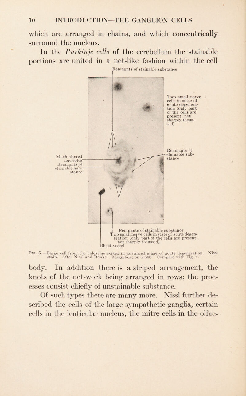 which are arranged in chains, and which concentrically surround the nucleus. In the Purkinje cells of the cerebellum the stainable portions are united in a net-like fashion within the cell Remnants of stainable substance 1 we Two small nerve cells in state of j acute degenera- —tion (only part of the cells are present; not sharply focus¬ sed) Remnants of Fig. 5.—Large cell from the calcarine cortex in advanced stage of acute degeneration. Nissl stain. After Nissl and Ranke. Magnification x 860. Compare with Fig. 4. body. In addition there is a striped arrangement, the knots of the net-work being arranged in rows; the proc¬ esses consist chiefly of unstainable substance. Of such types there are many more. Nissl further de¬ scribed the cells of the large sympathetic ganglia, certain cells in the lenticular nucleus, the mitre cells in the olfac-