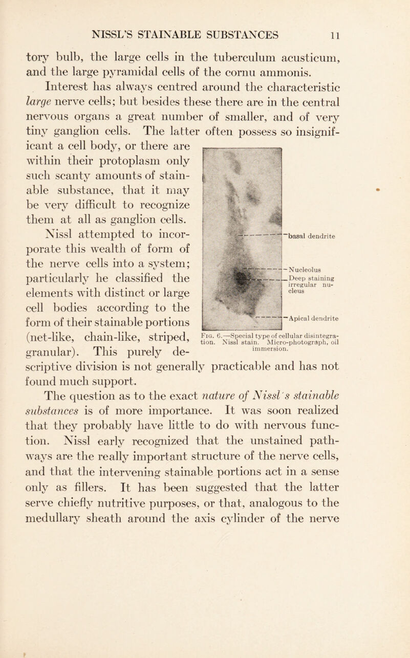 tory bulb, the large cells in the tuberculum acusticum, and the large pyramidal cells of the cornu ammonis. Interest has always centred around the characteristic large nerve cells; but besides these there are in the central nervous organs a great number of smaller, and of very tiny ganglion cells. The latter often possess so insignif¬ icant a cell body, or there are within their protoplasm only such scanty amounts of stain- able substance, that it may be very difficult to recognize them at all as ganglion cells. Nissl attempted to incor¬ porate this wealth of form of the nerve cells into a system; particularly he classified the elements with distinct or large cell bodies according to the form of their stainable portions (net-like, chain-like, striped, granular). This purely de¬ scriptive division is not generally practicable and has not found much support. The question as to the exact nature of Nissl's stainable substances is of more importance. It was soon realized that they probably have little to do with nervous func¬ tion. Nissl early recognized that the unstained path¬ ways are the really important structure of the nerve cells, and that the intervening stainable portions act in a sense only as fillers. It has been suggested that the latter serve chiefly nutritive purposes, or that, analogous to the medullary sheath around the axis cylinder of the nerve basal dendrite -Nucleolus _Deep staining irregular nu¬ cleus — Apical dendrite Fig. 6.—Special type of cellular disintegra¬ tion. Nissl stain. Micro-photograph, oil immersion.