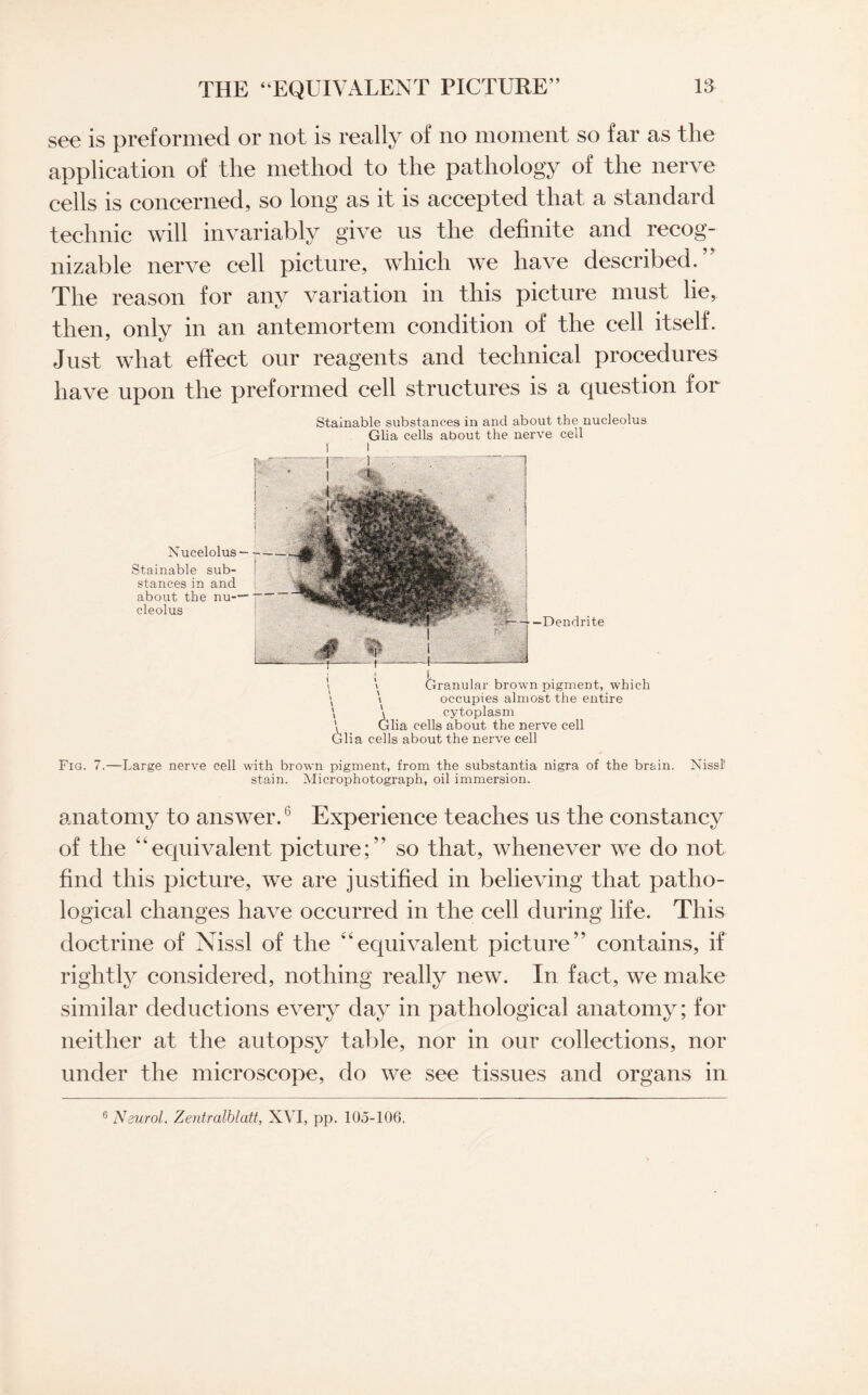 see is preformed or not is really of no moment so far as the application of the method to the pathology of the nerve cells is concerned, so long as it is accepted that a standard technic will invariably give us the definite and recog¬ nizable nerve cell picture, which we have described. The reason for any variation in this picture must lie, then, only in an antemortem condition of the cell itself. Just what effect our reagents and technical procedures have upon the preformed cell structures is a question for Nucelolus — Stainable sub¬ stances in and about the nu-— cleolus Stainable substances in and about the nucleolus Glia cells about the nerve cell \ Granular brown pigment, which \ \ occupies almost the entire \ \ cytoplasm \ Glia cells about the nerve cell Glia cells about the nerve cell Fig. 7.—Large nerve cell with brown pigment, from the substantia nigra of the brain. Nissfl stain. Microphotograph, oil immersion. anatomy to answer.6 Experience teaches us the constancy of the “equivalent picture;” so that, whenever we do not find this picture, we are justified in believing that patho¬ logical changes have occurred in the cell during life. This doctrine of Nissl of the 44equivalent picture” contains, if rightly considered, nothing really new. In fact, we make similar deductions every day in pathological anatomy; for neither at the autopsy table, nor in our collections, nor under the microscope, do we see tissues and organs in 6 Neurol. Zentralblatt, XVI, pp. 105-106.