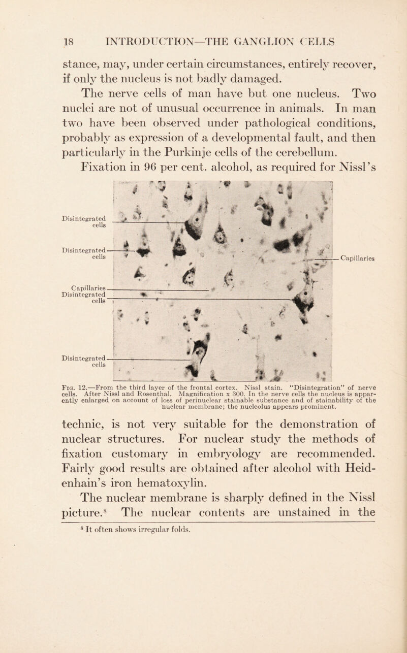 stance, may, under certain circumstances, entirely recover, if only the nucleus is not badly damaged. The nerve cells of man have but one nucleus. Two nuclei are not of unusual occurrence in animals. In man two have been observed under pathological conditions, probably as expression of a developmental fault, and then particularly in the Purkinje cells of the cerebellum. Fixation in 96 per cent, alcohol, as required for Nissl’s Disintegrated cells Disintegrated cells Capillaries Disintegrated cells Disintegrated cells Capillaries Fig. 12.—From the third layer of the frontal cortex. Nissl stain. “Disintegration” of nerve cells. After Nissl and Rosenthal. Magnification x 300. In the nerve cells the nucleus is appar¬ ently enlarged on account of loss of perinuclear stainable substance and of stainability of the nuclear membrane; the nucleolus appears prominent. technic, is not very suitable for the demonstration of nuclear structures. For nuclear study the methods of fixation customary in embryology are recommended. Fairly good results are obtained after alcohol with Heid- enhain’s iron hematoxylin. The nuclear membrane is sharply defined in the Nissl picture.8 The nuclear contents are unstained in the 8 It often shows irregular folds.