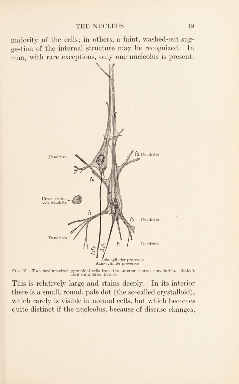 majority of the cells; in others, a faint, washed-out sug¬ gestion of the internal structure may be recognized. In man, with rare exceptions, only one nucleolus is present. Dendrites Cross section of a dendrite Dendrites Dendrites f*3 Dendrites Dendrites Axis-cylinder processes Axis-cylinder processes Fig. 13.—Two medium-sized pyramidal cells from the anterior central convolution. Bethe’s fibril stain (after Bethe). This is relatively large and stains deeply. In its interior there is a small, round, pale dot (the so-called crystalloid), which rarely is visible in normal cells, but which becomes quite distinct if the nucleolus, because of disease changes,