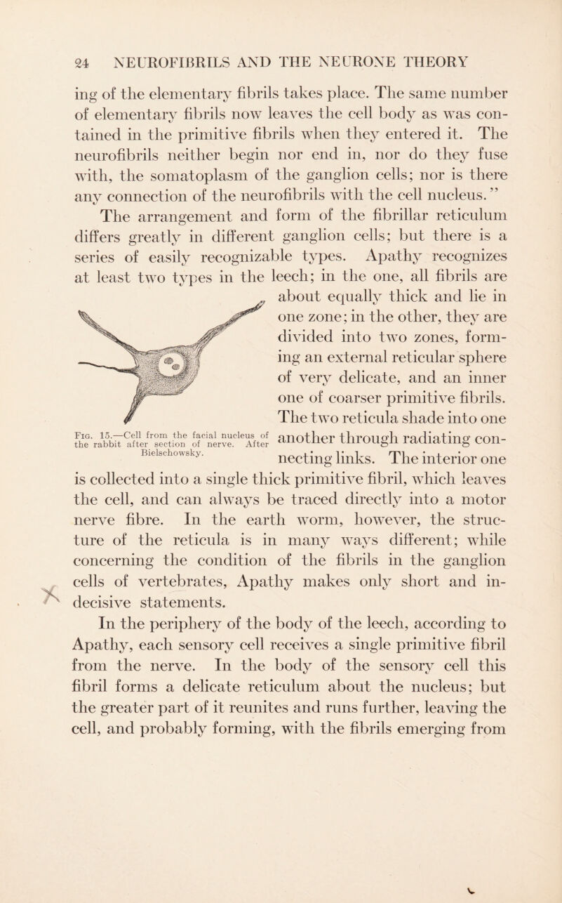 ing of the elementary fibrils takes place. The same number of elementary fibrils now leaves the cell body as was con¬ tained in the primitive fibrils when they entered it. The neurofibrils neither begin nor end in, nor do they fuse with, the somatoplasm of the ganglion cells; nor is there any connection of the neurofibrils with the cell nucleus. ” The arrangement and form of the fibrillar reticulum differs greatly in different ganglion cells; but there is a series of easily recognizable types. Apathy recognizes at least two types in the leech; in the one, all fibrils are about equally thick and lie in one zone; in the other, they are divided into two zones, form¬ ing an external reticular sphere of very delicate, and an inner one of coarser primitive fibrils. The two reticula shade into one fhe'ratV'al'terTction of'ner^Ate another through radiating con- Bieischowsky. necting links. The interior one is collected into a single thick primitive fibril, which leaves the cell, and can always be traced directly into a motor nerve fibre. In the earth worm, however, the struc¬ ture of the reticula is in many ways different; while concerning the condition of the fibrils in the ganglion cells of vertebrates, Apathy makes only short and in¬ decisive statements. In the periphery of the body of the leech, according to Apathy, each sensory cell receives a single primitive fibril from the nerve. In the body of the sensory cell this fibril forms a delicate reticulum about the nucleus; but the greater part of it reunites and runs further, leaving the cell, and probably forming, with the fibrils emerging from