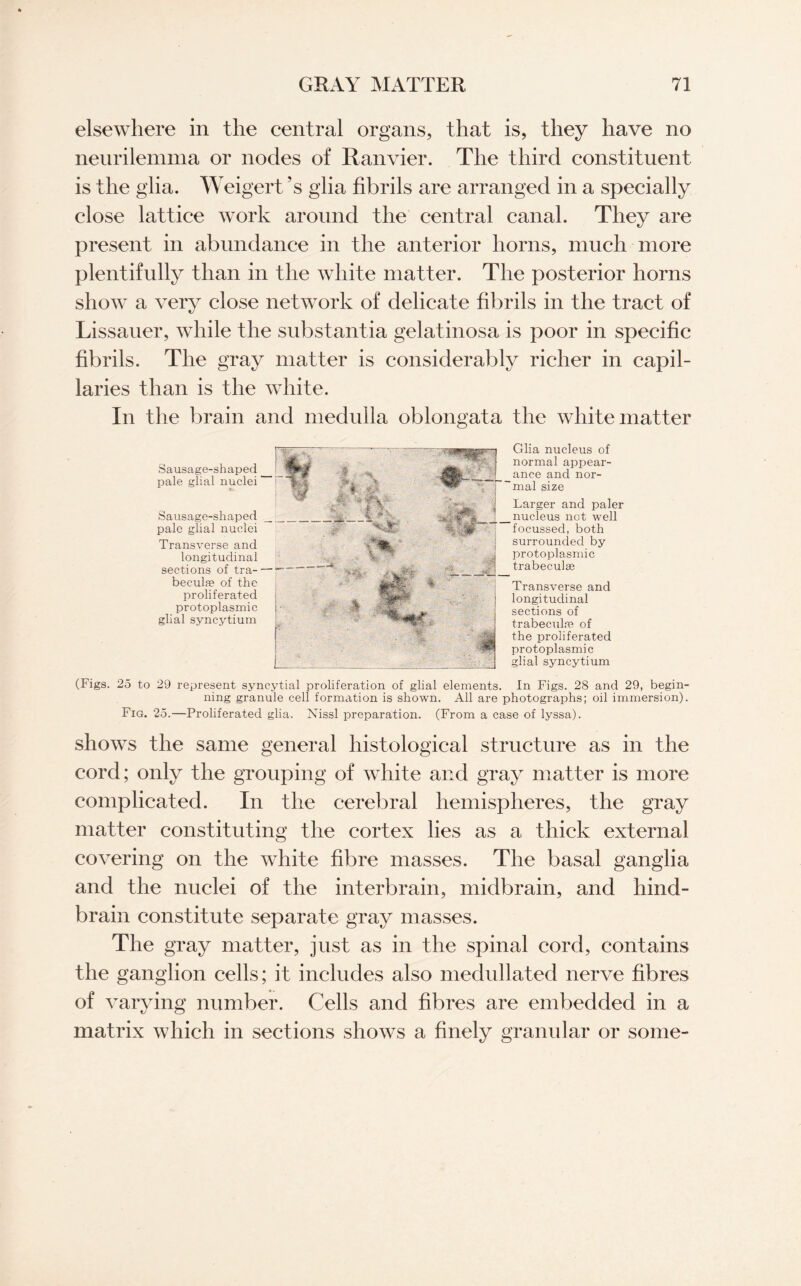 elsewhere in the central organs, that is, they have no neurilemma or nodes of Ranvier. The third constituent is the glia. Weigert ’s glia fibrils are arranged in a specially close lattice work around the central canal. They are present in abundance in the anterior horns, much more plentifully than in the white matter. The posterior horns show a very close network of delicate fibrils in the tract of Lissauer, while the substantia gelatinosa is poor in specific fibrils. The gray matter is considerably richer in capil¬ laries than is the white. In the brain and medulla oblongata the white matter Sausage-shaped pale glial nuclei Sausage-shaped pale glial nuclei Transverse and longitudinal sections of tra¬ becula* of the proliferated protoplasmic glial syncytium Glia nucleus of normal appear¬ ance and nor¬ mal size Larger and paler nucleus not well focussed, both surrounded by protoplasmic trabeculae Transverse and longitudinal sections of trabeculae of the proliferated protoplasmic glial syncytium (Figs. 25 to 29 represent syncytial proliferation of glial elements. In Figs. 28 and 29, begin¬ ning granule cell formation is shown. All are photographs; oil immersion). Fig. 25.—Proliferated glia. Nissl preparation. (From a case of lyssa). shows the same general histological structure as in the cord; only the grouping of white and gray matter is more complicated. In the cerebral hemispheres, the gray matter constituting the cortex lies as a thick external covering on the white fibre masses. The basal ganglia and the nuclei of the interbrain, midbrain, and hind¬ brain constitute separate gray masses. The gray matter, just as in the spinal cord, contains the ganglion cells; it includes also medullated nerve fibres of varying number. Cells and fibres are embedded in a matrix which in sections shows a finely granular or some-