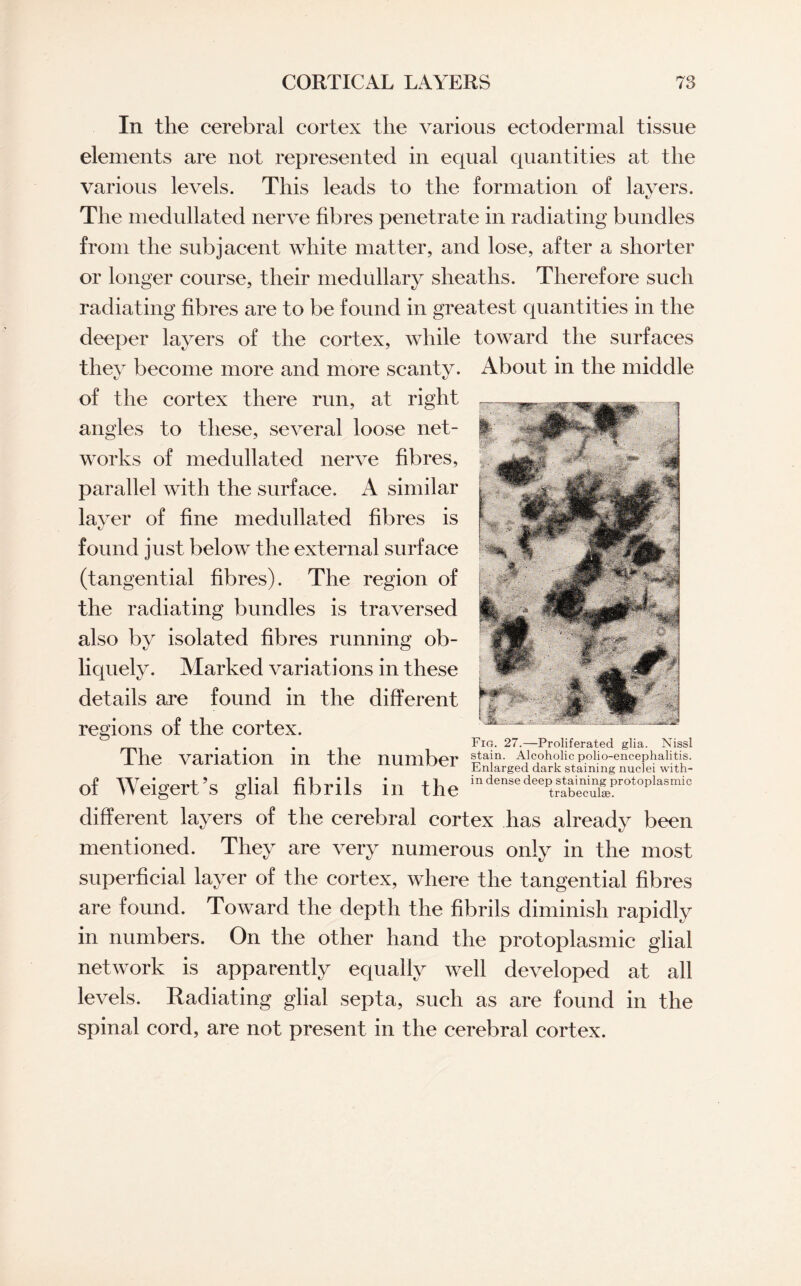 In the cerebral cortex the various ectodermal tissue elements are not represented in equal quantities at the various levels. This leads to the formation of layers. The medullated nerve fibres penetrate in radiating bundles from the subjacent white matter, and lose, after a shorter or longer course, their medullary sheaths. Therefore such radiating fibres are to be found in greatest quantities in the deeper layers of the cortex, while toward the surfaces they become more and more scanty. About in the middle of the cortex there run, at right angles to these, several loose net¬ works of medullated nerve fibres, parallel with the surface. A similar layer of fine medullated fibres is found just below the external surface (tangential fibres). The region of the radiating bundles is traversed also by isolated fibres running ob¬ liquely. Marked variations in these details are found in the different regions of the cortex. The variation in the number of Weigert’s glial fibrils in the different layers of the cerebral cortex has already been mentioned. They are very numerous only in the most superficial layer of the cortex, where the tangential fibres are found. Toward the depth the fibrils diminish rapidly in numbers. On the other hand the protoplasmic glial network is apparently equally well developed at all levels. Radiating glial septa, such as are found in the spinal cord, are not present in the cerebral cortex. Fig. 27.—Proliferated glia. Nissl stain. Alcoholic polio-encephalitis. Enlarged dark staining nuclei with¬ in dense deep staining protoplasmic trabeculse.