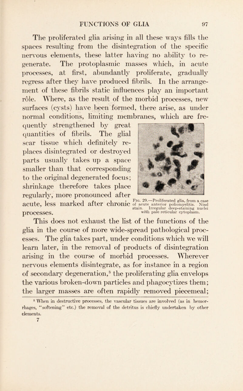 The proliferated glia arising in all these ways fills the spaces resulting from the disintegration of the specific nervous elements, these latter having no ability to re¬ generate. The protoplasmic masses which, in acute processes, at first, abundantly proliferate, gradually regress after they have produced fibrils. In the arrange¬ ment of these fibrils static influences play an important role. Where, as the result of the morbid processes, new surfaces (cysts) have been formed, there arise, as under normal conditions, limiting membranes, which are fre¬ quently strengthened by great quantities of fibrils. The glial scar tissue which definitely re¬ places disintegrated or destroyed parts usually takes up a space smaller than that corresponding to the original degenerated focus; shrinkage therefore takes place regularly, more pronounced after ,1 1 1 , -i Fig. 29.—Proliferated glia, from a case acute, less marKed alter ctiromc Of acute anterior poliomyelitis. Nissl stain. Irregular deep-staining nuclei prOCeSSeS. with pale reticular cytoplasm. This does not exhaust the list of the functions of the glia in the course of more wide-spread pathological proc¬ esses. The glia takes part, under conditions which we will learn later, in the removal of products of disintegration arising in the course of morbid processes. Wherever nervous elements disintegrate, as for instance in a region of secondary degeneration,8 the proliferating glia envelops the various broken-down particles and phagocytizes them; the larger masses are often rapidly removed piecemeal; 8 When in destructive processes, the vascular tissues are involved (as in hemor¬ rhages, “softening” etc.) the removal of the detritus is chiefly undertaken by other elements. 7