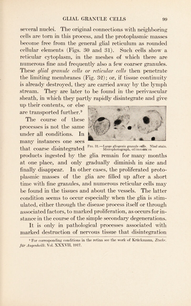 several nuclei. The original connections with neighboring cells are torn in this process, and the protoplasmic masses become free from the general glial reticulum as rounded cellular elements (Figs. 30 and 31). Such cells show a reticular cytoplasm, in the meshes of which there are numerous fine and frequently also a few coarser granules. These glial granule cells or reticular cells then penetrate the limiting membranes (Fig. 32); or, if tissue continuity is already destroyed, they are carried away by the lymph stream. They are later to be found in the perivascular sheath, in which they partly rapidly disintegrate and give up their contents, or else are transported further.9 The course of these processes is not the same under all conditions. In many instances one sees , i . t • i .1 Fig. 31.—Large gliogenic granule cells. Nissl stain, that COarSe disintegrated Microphotograph, oilimmers’on products ingested by the glia remain for many months at one place, and only gradually diminish in size and finally disappear. In other cases, the proliferated proto¬ plasmic masses of the glia are filled up after a short time with fine granules, and numerous reticular cells may be found in the tissues and about the vessels. The latter condition seems to occur especially when the glia is stim¬ ulated, either through the disease process itself or through associated factors, to marked proliferation, as occurs for in¬ stance in the course of the simple secondary degenerations. It is only in pathological processes associated with marked destruction of nervous tissue that disintegration 9 For corresponding conditions in the retina see the work of Kriickmann, Ztschr. fiir Augenheilk. Vol. XXXVII, 1917.