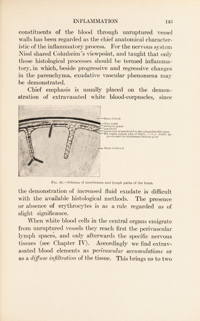 constituents of the blood through unruptured vessel walls has been regarded as the chief anatomical character¬ istic of the inflammatory process. For the nervous system Nissl shared Cohnheim’s viewpoint, and taught that only those histological processes should be termed inflamma¬ tory, in which, beside progressive and regressive changes in the parenchyma, exudative vascular phenomena may be demonstrated. Chief emphasis is usually placed on the demon¬ stration of extravasated white blood-corpuscles, since of skull mater space 1 e of arachnoid in the subarachnoidal space ia mater (intima piae of Held), to it is closely ap¬ proximated the membrana limitans gliae rain substance Fig. 44.—Schema of membranes and lymph paths of the brain. the demonstration of increased fluid exudate is difficult with the available histological methods. The presence or absence of erythrocytes is as a rule regarded as of slight significance. When white blood cells in the central organs emigrate from unruptured vessels they reach first the perivascular * lymph spaces, and only afterwards the specific nervous tissues (see Chapter IV). Accordingly we find extrav- asated blood elements as 'perivascular accumulations or as a diffuse infiltration of the tissue. This brings us to two