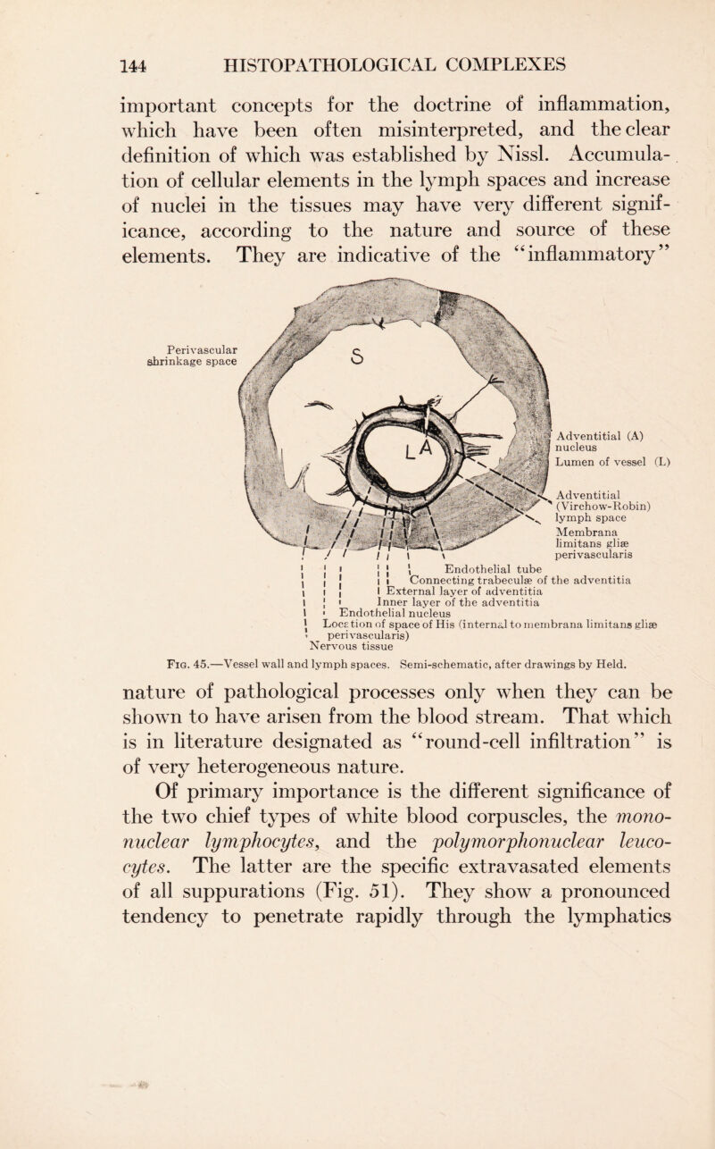 important concepts for the doctrine of inflammation, which have been often misinterpreted, and the clear definition of which was established by Nissl. Accumula¬ tion of cellular elements in the lymph spaces and increase of nuclei in the tissues may have very different signif¬ icance, according to the nature and source of these elements. They are indicative of the “inflammatory” Perivascular shrinkage space Adventitial (A) nucleus Lumen of vessel Adventitial (Virchow-Robin) lymph space Membrana limitans glise perivascularis (L) 1 ! » [ ! \ Endothelial tube I | j ii Connecting trabeculae of the adventitia i i i 1 External layer of adventitia l J ' Inner layer of the adventitia 1 * Endothelial nucleus * Location of space of His (internal to membrana limitans glise > __ perivascularis) Nervous tissue Fig. 45.—Vessel wall and lymph spaces. Semi-schematic, after drawings by Held. nature of pathological processes only when they can be shown to have arisen from the blood stream. That which is in literature designated as “round-cell infiltration is of very heterogeneous nature. Of primary importance is the different significance of the two chief types of white blood corpuscles, the mono¬ nuclear lymphocytes, and the polymorphonuclear leuco¬ cytes. The latter are the specific extravasated elements of all suppurations (Fig. 51). They show a pronounced tendency to penetrate rapidly through the lymphatics