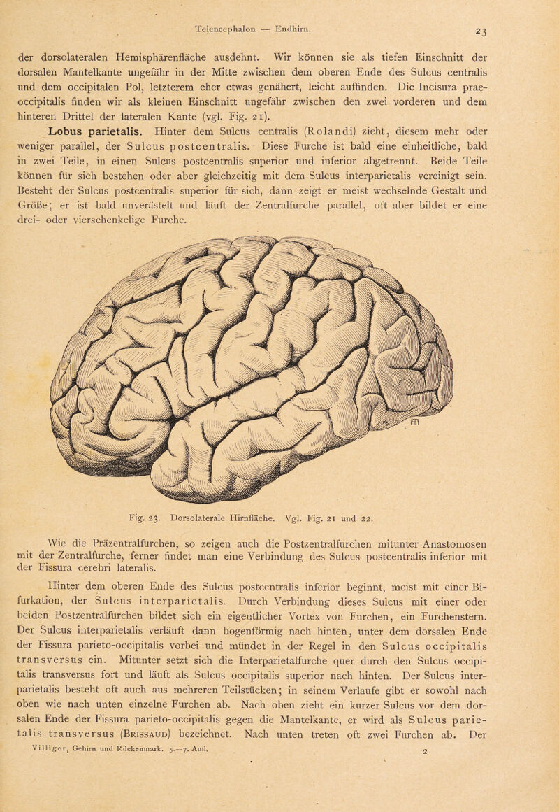 Telencephalon Endhirn. der dorsolateralen Hemisphärenfläche ausdehnt. Wir können sie als tiefen Einschnitt der dorsalen Mantelkante ungefähr in der Mitte zwischen dem oberen Ende des Sulcus centralis und dem occipitalen Pol, letzterem eher etwas genähert, leicht auffinden. Die Incisura prae- occipitalis finden wir als kleinen Einschnitt ungefähr zwischen den zwei vorderen und dem hinteren Drittel der lateralen Kante (vgl. Fig. 21). Lobus parietalis. Hinter dem Sulcus centralis (Rolandi) zieht, diesem mehr oder weniger parallel, der Sulcus postcentralis. Diese Furche ist bald eine einheitliche, bald in zwei Teile, in einen Sulcus postcentralis superior und inferior abgetrennt. Beide Teile können für sich bestehen oder aber gleichzeitig mit dem Sulcus interparietalis vereinigt sein. Besteht der Sulcus postcentralis superior für sich, dann zeigt er meist wechselnde Gestalt und Größe; er ist bald unverästelt und läuft der Zentralfurche parallel, oft aber bildet er eine drei- oder vierschenkelige Furche. Fig. 23. Dorsolaterale Hirnfläche. Vgl. Fig. 21 und 22. Wie die Präzentralfurchen, so zeigen auch die Postzentralfurchen mitunter Anastomosen mit der Zentralfurche, ferner findet man eine Verbindung des Sulcus postcentralis inferior mit der Fissura c.erebri lateralis. Hinter dem oberen Ende des Sulcus postcentralis inferior beginnt, meist mit einer Bi¬ furkation, der Sulcus interparietalis. Durch Verbindung dieses Sulcus mit einer oder beiden Postzentralfurchen bildet sich ein eigentlicher Vortex von Furchen, ein Furchenstern. Der Sulcus interparietalis verläuft dann bogenförmig nach hinten, unter dem dorsalen Ende der Fissura parieto-occipitalis vorbei und mündet in der Regel in den Sulcus occipitalis transversus ein. Mitunter setzt sich die Interparietalfurche quer durch den Sulcus occipi¬ talis transversus fort und läuft als Sulcus occipitalis superior nach hinten. Der Sulcus inter¬ parietalis besteht oft auch aus mehreren Teilstücken; in seinem Verlaufe gibt er sowohl nach oben wie nach unten einzelne Furchen ab. Nach oben zieht ein kurzer Sulcus vor dem dor¬ salen Ende der Fissura parieto-occipitalis gegen die Mantelkante, er wird als Sulcus parie¬ talis transversus (Brissaud) bezeichnet. Nach unten treten oft zwei Furchen ab. Der Villiger, Gehirn und Rückenmark. 5. — 7. Aull. 2