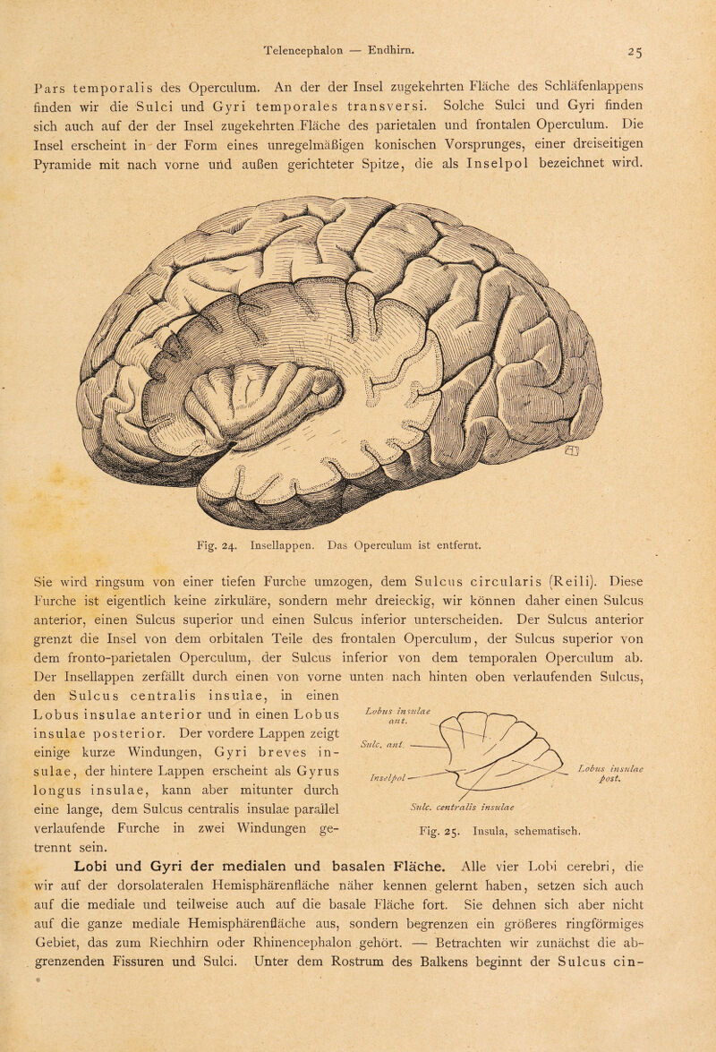 Pars temporal!s des Operculum. An der der Insel zugekehrten Fläche des Schläfenlappens finden wir die Sulci und Gyri temporales transversi. Solche Sulci und Gyri finden sich auch auf der der Insel zugekehrten Fläche des parietalen und frontalen Operculum. Die Insel erscheint in der Form eines unregelmäßigen konischen Vorsprunges, einer dreiseitigen Pyramide mit nach vorne ufid außen gerichteter Spitze, die als Inselpol bezeichnet wird. Fig. 24. Insellappen. Das Operculum ist entfernt. Sie wird ringsum von einer tiefen Furche umzogen, dem Sulcus circularis (Reili). Diese Furche ist eigentlich keine zirkuläre, sondern mehr dreieckig, wir können daher einen Sulcus anterior, einen Sulcus superior und einen Sulcus inferior unterscheiden. Der Sulcus anterior grenzt die Insel von dem orbitalen Teile des frontalen Operculum, der Sulcus superior von dem fronto-parietalen Operculum, der Sulcus inferior von dem temporalen Operculum ab. Der Insellappen zerfällt durch einen von vorne unten nach hinten oben verlaufenden Sulcus, den Sulcus centralis insuiae, in einen Lobus insuiae anterior und in einen Lobus insuiae posterior. Der vordere Lappen zeigt einige kurze Windungen, Gyri breves in¬ suiae, der hintere Lappen erscheint als Gyrus longus insuiae, kann aber mitunter durch eine lange, dem Sulcus centralis insuiae parallel verlaufende Furche in zwei Windungen ge¬ trennt sein. Lobi und Gyri der medialen und basalen Fläche. Alle vier Lobi cerebri, die wir auf der dorsolateralen Hemisphärenfläche näher kennen gelernt haben, setzen sich auch auf die mediale und teilweise auch auf die basale Fläche fort. Sie dehnen sich aber nicht auf die ganze mediale Hemisphärenfläche aus, sondern begrenzen ein größeres ringförmiges Gebiet, das zum Riechhirn oder Rhinencephalon gehört. — Betrachten wir zunächst die ab¬ grenzenden Fissuren und Sulci. Unter dem Rostrum des Balkens beginnt der Sulcus cin- Lobrts insuiae post. Fig. 25. Insula, schematisch.