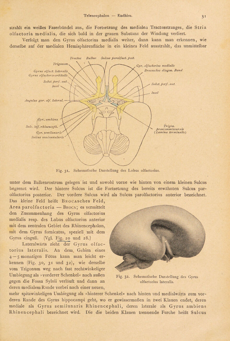 strahlt ein weißes Faserbündel aus, die Fortsetzung des medialen Tractusstranges, die Stria olfactoria medialis, die sich bald in der grauen Substanz der Windung verliert. Verfolgt man den Gyrus olfactorius medialis weiter, dann kann man erkennen, wie derselbe auf der medialen Hemisphärenfläche in ein kleines Feld ausstrahlt, das unmittelbar Tractus Bulbus Sulcus parolfact. post. unter dem Balkenrostrum gelegen ist und sowohl vorne wie hinten von einem kleinen Sulcus begrenzt wird. Der hintere Sulcus ist die Fortsetzung des bereits erwähnten Sulcus par- olfactorius posterior. Der vordere Sulcus wird als Sulcus parolfactorius anterior bezeichnet. Das kleine Feld heißt BROCASches Feld, Area parolfactoria — Broca; es vermittelt den Zusammenhang des Gyrus olfactorius medialis resp. des Lobus olfactorius anterior mit dem zentralen Gebiet des Rhinencephalon, mit dem Gyrus fornicatus, speziell mit dem Gyrus cinguli. (Vgl. Fig. 20 und 28.) Lateralwärts zieht der Gyrus olfac¬ torius lateralis. An dem^ Gehirn eines 4 — 5 monatigen Fötus kann man leicht er¬ kennen (Fig. 3o; 31 und 32), wie derselbe vom Trigonum weg nach fast rechtwinkeliger Umbiegung als »vorderer Schenkel« nach außen Fig. 32, Schematische Darstellung des Gyrus gegen die Fossa Sylvii verläuft und dann an olfactorius lateralis, deren medialem Rande vorbei nach einer neuen, mehr spitzwinkeligen Umbiegung als »hinterer Schenkel« nach hinten und medialvvärts zum vor¬ deren Rande des Gyrus hippocampi geht, wo er gewissermaßen in 2wei Klauen endet, deren mediale als Gyrus semilunaris Rhinencephali, deren laterale als Gyrus ambiens Rhinencephali bezeichnet wird. Die die beiden Klauen trennende Furche heißt Sulcus