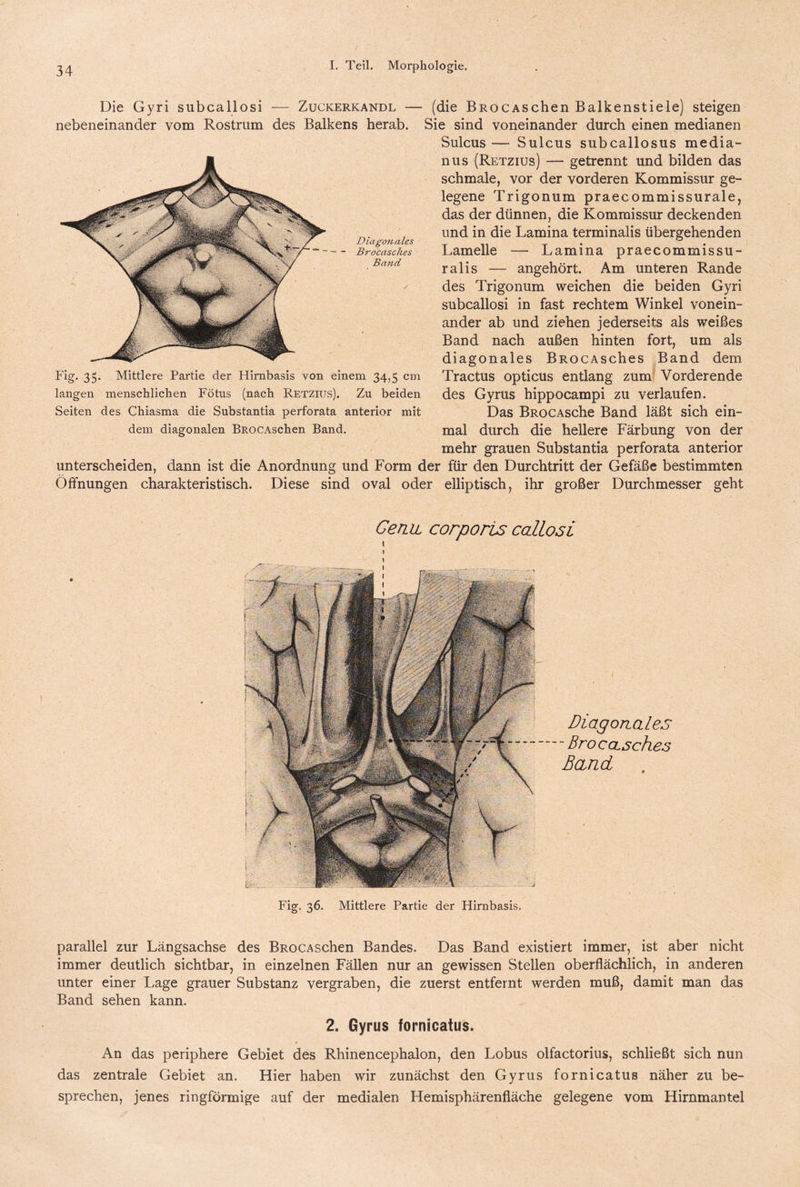 Fig. 36. Mittlere Partie der Hirnbasis. Diagonales - Brocasches Band Die Gyri subcallosi — Zuckerkandl — (die BROCASchen Balkenstiele) steigen nebeneinander vom Rostrum des Balkens herab. Sie sind voneinander durch einen medianen Sulcus — Sulcus subcallosus media- nus (Retzius) — getrennt und bilden das schmale, vor der vorderen Kommissur ge¬ legene Trigonum praecommissurale, das der dünnen, die Kommissur deckenden und in die Lamina terminalis übergehenden Lamelle — Lamina praecommissu- ralis — angehört. Am unteren Rande des Trigonum weichen die beiden Gyri subcallosi in fast rechtem Winkel vonein¬ ander ab und ziehen jederseits als weißes Band nach außen hinten fort, um als diagonales BROcAsches Band dem Tractus opticus entlang zum Vorderende des Gyrus hippocampi zu verlaufen. Das BROCAsche Band läßt sich ein¬ mal durch die hellere Färbung von der mehr grauen Substantia perforata anterior unterscheiden, dann ist die Anordnung und Form der für den Durchtritt der Gefäße bestimmten Öffnungen charakteristisch. Diese sind oval oder elliptisch, ihr großer Durchmesser geht Fig. 35. Mittlere Partie der Hirnbasis von einem 34,5 cm langen menschlichen Fötus (nach Retzius). Zu beiden Seiten des Chiasma die Substantia perforata anterior mit dem diagonalen BROCAschen Band. Genu, corporis callosi Diagonales -Brocasches Band parallel zur Längsachse des BROCAschen Bandes. Das Band existiert immer, ist aber nicht immer deutlich sichtbar, in einzelnen Fällen nur an gewissen Stellen oberflächlich, in anderen unter einer Lage grauer Substanz vergraben, die zuerst entfernt werden muß, damit man das Band sehen kann. 2. Gyrus fornicatus. An das periphere Gebiet des Rhinencephalon, den Lobus olfactorius, schließt sich nun das zentrale Gebiet an. Hier haben wir zunächst den Gyrus fornicatus näher zu be¬ sprechen, jenes ringförmige auf der medialen Hemisphärenfläche gelegene vom Hirnmantel