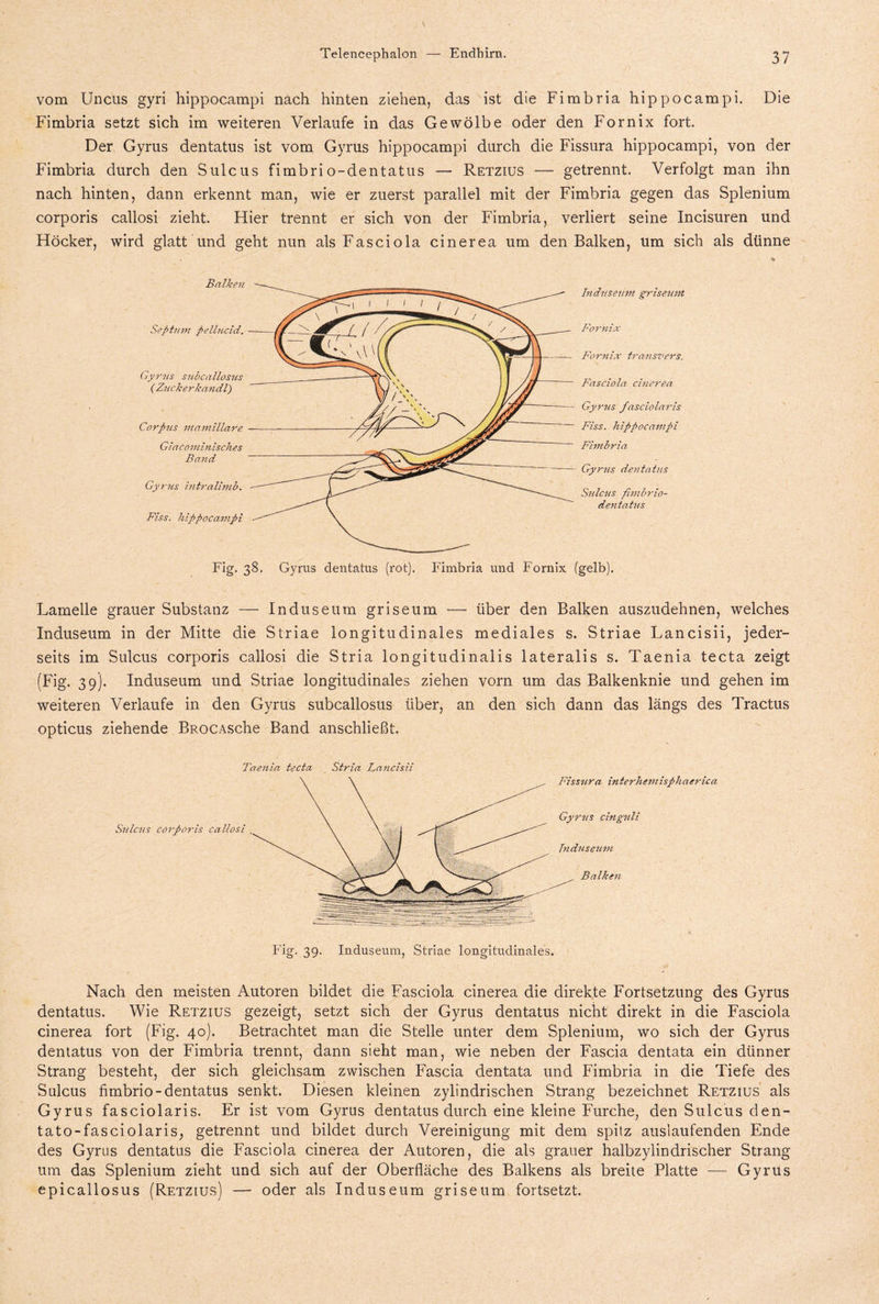 vom Uncus gyri hippocampi nach hinten ziehen, das ist die Fimbria hippocampi. Die Fimbria setzt sich im weiteren Verlaufe in das Gewölbe oder den Fornix fort. Der Gyrus dentatus ist vom Gyrus hippocampi durch die Fissura hippocampi, von der Fimbria durch den Sulcus fimbrio-dentatus — Retzius — getrennt. Verfolgt man ihn nach hinten, dann erkennt man, wie er zuerst parallel mit der Fimbria gegen das Splenium corporis callosi zieht. Hier trennt er sich von der Fimbria, verliert seine Incisuren und Höcker, wird glatt und geht nun als Fasciola cinerea um den Balken, um sich als dünne Balken Septum pelliccid. Gyrus subcallosus ( Zucker kandl) Corpus mamillare Giacominisches Band Gyrus intralimb. Biss, hippocampi Induseum griseum Fornix Fornix transvers, Fasciola chierea Gyrus fasciolaris Fiss. hippocampi Fimbria — Gyrus dentatus Sulcus fimbrio- dentatus Fig. 38. Gyrus dentatus (rot). Fimbria und Fornix (gelb). Lamelle grauer Substanz — Induseum griseum — über den Balken auszudehnen, welches Induseum in der Mitte die Striae longitudinales mediales s. Striae Lancisii, jeder- seits im Sulcus corporis callosi die Stria longitudinalis lateralis s. Taenia tecta zeigt (Fig. 39). Induseum und Striae longitudinales ziehen vorn um das Balkenknie und gehen im weiteren Verlaufe in den Gyrus subcallosus über, an den sich dann das längs des Tractus opticus ziehende BROCASche Band anschließt. Taenia tecta Stria Lancisii Sulcus corpords callosi F'issura interhemisphaerica Gyrus cingnli Induseum Balken Fig- 39- Induseum, Striae longitudinales. Nach den meisten Autoren bildet die Fasciola cinerea die direkte Fortsetzung des Gyrus dentatus. Wie Retzius gezeigt, setzt sich der Gyrus dentatus nicht direkt in die Fasciola cinerea fort (Fig. 40). Betrachtet man die Stelle unter dem Splenium, wo sich der Gyrus dentatus von der Fimbria trennt, dann sieht man, wie neben der Fascia dentata ein dünner Strang besteht, der sich gleichsam zwischen Fascia dentata und Fimbria in die Tiefe des Sulcus fimbrio-dentatus senkt. Diesen kleinen zylindrischen Strang bezeichnet Retzius als Gyrus fasciolaris. Er ist vom Gyrus dentatus durch eine kleine Furche, den Sulcus den- tato-fasciolaris, getrennt und bildet durch Vereinigung mit dem spitz auslaufenden Ende des Gyrus dentatus die Fasciola cinerea der Autoren, die als grauer halbzylindrischer Strang um das Splenium zieht und sich auf der Oberfläche des Balkens als breite Platte — Gyrus epicallosus (Retzius) — oder als Induseum griseum fortsetzt.