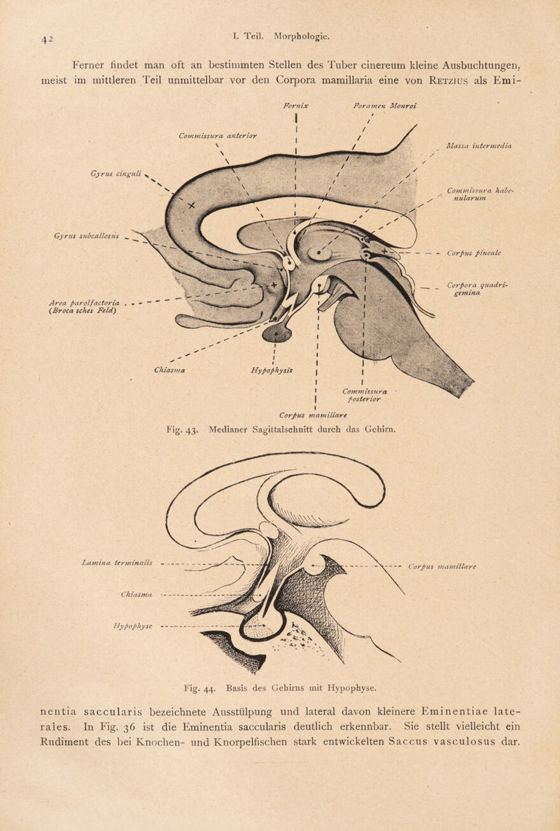 Ferner findet man oft an bestimmten Stellen des Tuber cinereum kleine Ausbuchtungen, meist im mittleren Teil unmittelbar vor den Corpora mamillaria eine von Retzius als Emi- Fornix Foramen Monroi / Gyrus cinguli Gyrus subcallosus _ Area parolfactoria (Broca sches Feld) Massa intermedia Commlssura habe- nularum - Corpus pineale Corpora quadri- gemina Chiasma Hypophysis Commissura posterior Fig. 43. Corpus mamillare Medianer Sagittalschnitt durch das Gehirn. Lamina terminalis — Chiasma Hy pophyse Corpus mamillare Fig. 44. Basis des Gehirns mit Hypophyse. nentia saccularis bezeichnete Ausstülpung und lateral davon kleinere Eminentiae late¬ rales. In Fig. 36 ist die Eminentia saccularis deutlich erkennbar. Sie stellt vielleicht ein Rudiment des bei Knochen- und Knorpelfischen stark entwickelten Saccus vasculosus dar.