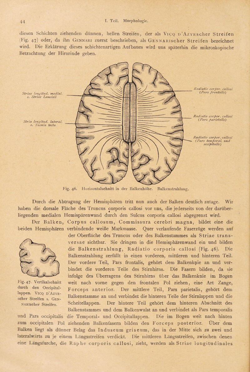 diesen Schichten ziehenden dünnen, hellen Streifen, der als Vicq D’AzYRScher Streifen (big. 47) oder, da ihn Gennari zuerst beschrieben, als GENNARischer Streifen bezeichnet wird. Die Erklärung dieses schichtenartigen Aufbaues wird uns späterhin die mikroskopische Betrachtung der Hirnrinde geben. Striae longitud. medial, s. Striae Lancisii Stria longitud. lateral, s. Taenia tecta Radiatio cor(>or. callosi (Pars frontalis) Radiatio corpor. callosi (Pars parictalis) Radiatio corpor. callosi (Pars temporal, und, occipitalis ) Fig. 46. Horizontalschnitt in der Balkenhöhe. Balkenstrahlung. Durch die Abtragung der Hemisphären tritt nun auch der Balken deutlich zutage. Wir haben die dorsale Fläche des Truncus corporis callosi vor uns, die jederseits von der darüber¬ liegenden medialen Hemispärenwand durch den Sulcus corporis callosi abgegrenzt wird. Der Balken, Corpus callosum, Commissura cerebri magna, bildet eine die beiden Hemisphären verbindende weiße Markmasse. Quer verlaufende Faserzüge werden auf der Oberfläche des Truncus oder des Balkenstammes als Striae trans- versae sichtbar. Sie dringen in die Hemisphären wand ein und bilden die Balken Strahlung, Radiatio corporis callosi (Fig. 46). Die Balkenstrahlung zerfällt in einen vorderen, mittleren und hinteren Teil. Der vordere Teil, Pars frontalis, gehört dem Balkenknie an und ver¬ bindet die vorderen Teile des Stirnhirns. Die Fasern bilden, da sie infolge des Überragens des Stirnhirns über das Balkenknie im Bogen weit nach vorne gegen den frontalen Pol ziehen, eine Art Zange, Forceps anterior. Der mittlere Teil, Pars parietalis, gehört dem Balkenstamme an und verbindet die hinteren Teile der Stirnlappen und die Scheitellappen. Der hintere Teil gehört dem hinteren Abschnitt des Balkenstammes und dem Balkenwulst an und verbindet als Pars temporalis und Pars occipitalis die Temporal- und Occipitallappen. Die im Bogen weit nach hinten zum occipitalen Pol ziehenden Balkenfasern bilden den Forceps posterior. Über dem Balken liegt als dünner Belag das Induseum griseum, das in der Mitte sich zu zwei und lateralwärts zu je einem Längsstreifen verdickt. Die mittleren Längsstreifen, zwischen denen eine Längsfurche, die Raphe corporis callosi, zieht, werden als Striae longitudinales Fig« 47« Vertikalschnitt durch den Occipital¬ lappen. Vicq d’Azyr- scher Streifen s. GEN¬ NARischer Streifen.