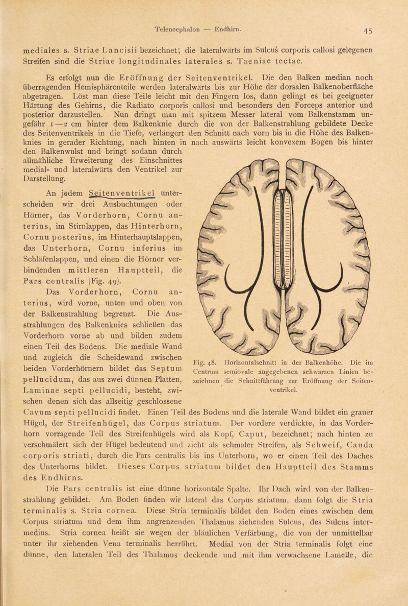 mediales s. Striae Lancisii bezeichnet; die lateralwärts im Sulcus corporis callosi gelegenen Streifen sind die Striae longitudinales laterales s. Taeniae tectae. Es erfolgt nun die Eröffnung der Seitenventrikel. Die den Balken median noch überragenden Hemisphärenteile werden lateralwärts bis zur Höhe der dorsalen Balkenoberfläche abgetragen. Löst man diese Teile leicht mit den Fingern los, dann gelingt es bei geeigneter Härtung des Gehirns, die Radiato corporis callosi und besonders den Forceps anterior und posterior darzustellen. Nun dringt man mit spitzem Messer lateral vom Balkenstamm un¬ gefähr i — 2 cm hinter dem Balkenknie durch die von der Balkenstrahlung gebildete Decke des Seitenventrikels in die Tiefe, verlängert den Schnitt nach vorn bis in die Höhe des Balken¬ knies in gerader Richtung, nach hinten in nach auswärts leicht konvexem Bogen bis hinter den Balkenwulst und bringt sodann durch allmähliche Erweiterung des Einschnittes medial- und lateralwärts den Ventrikel zur Darstellung. An jedem Seitenventrikel unter¬ scheiden wir drei Ausbuchtungen oder Hörner, das Vorderhorn, Cornu an¬ te rius, im Stirnlappen, das Hinterhorn, Cornu posterius, im Hinterhauptslappen, das Unterhorn, Cornu inferius im Schläfenlappen, und einen die Hörner ver¬ bindenden mittleren Hauptteil, die Pars centralis (Fig. 49). Das Vorderhorn, Cornu an- terius, wird vorne, unten und oben von der Balkenstrahlung begrenzt. Die Aus¬ strahlungen des Balkenknies schließen das Vorderhorn vorne ab und bilden zudem einen Teil des Bodens. Die mediale Wand und zugleich die Scheidewand zwischen _ 0 . , , . „ , , . . Ing. 48. Honzontalschnitt m der Balkenhöhe. Die 1111 beiden Vorderhörnern bildet das Septum Centrum semiovale angegebenen schwarzen Linien be- pellucidum, das aus zwei dünnen Platten, zeichnen die Schnittführung zur Eröffnung der Seiten- Laminae septi pellucidi, besteht, zwi- Ventrikel, sehen denen sich das allseitig geschlossene Cavum septi pellucidi findet. Einen Teil des Bodens und die laterale Wand bildet ein grauer Hügel, der Streifenhügel, das Corpus Striatum. Der vordere verdickte, in das Vorder¬ horn vorragende Teil des Streifenhügels wird als Kopf, Caput, bezeichnet; nach hinten zu verschmälert sich der Hügel bedeutend und zieht als schmaler Streifen, als Schweif, Cauda corporis striati, durch die Pars centralis bis ins Unterhorn, wo er einen Teil des Daches des Unterhorns bildet. Dieses Corpus Striatum bildet den Hauptteil des Stamms des Endhirns. Die Pars centralis ist eine dünne horizontale Spalte. Ihr Dach wird von der Balken¬ strahlung gebildet. Am Boden finden wir lateral das Corpus Striatum, dann folgt die Stria terminalis s. Stria cornea. Diese Stria terminalis bildet den Boden eines zwischen dem Corpus Striatum und dem ihm angrenzenden Thalamus ziehenden Sulcus, des Sulcus inter- medius. Stria cornea heißt sie wegen der bläulichen Verfärbung, die von der unmittelbar unter ihr ziehenden Vena terminalis herrührt. Medial von der Stria terminalis folgt eine dünne, den lateralen Teil des Thalamus deckende und .mit ihm verwachsene Lamelle, die