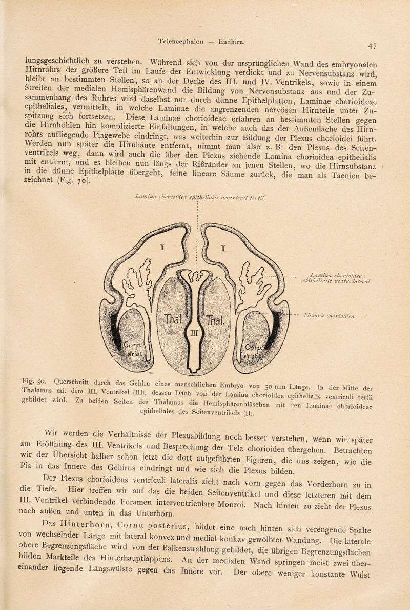 47 lungsgeschichtlich zu verstehen. Während sich von der ursprünglichen Wand des embryonalen Hirnrohrs der größere Teil im Laufe der Entwicklung verdickt und zu Nervensubstanz wird bieibt an bestimmten Stellen, so an der Decke des III. und IV. Ventrikels, sowie in einem Streifen der medialen Hemisphärenwand die Bildung von Nervensubstanz aus und der Zu¬ sammenhang des Rohres wird daselbst nur durch dünne Epithelplatten, Laminae chorioideae epitheliales, vermittelt, in welche Laminae die angrenzenden nervösen Hirnteile unter Zu¬ spitzung sich fortsetzen. Diese Laminae chorioideae erfahren an bestimmten Stellen gegen die Hirnhohlen hin komplizierte Einfaltungen, in welche auch das der Außenfläche des Hirn- rohrs aufliegende Piagewebe eindringt, was weiterhin zur Bildung der Plexus chorioidei führt. Werden nun spater dm Hirnhäute entfernt, nimmt man also z. B. den Plexus des Seiten- ven n e s weg, .ann wird auch die über den Plexus ziehende Lamina chorioidea epitbelialis mit entfernt, und es bleiben nun längs der Rißränder an jenen Stellen, wo die Hirnsubstanz in die dünne Epithelplatte ubergeht, feine lineare Säume zurück, die man als Taenien be- zeichnet (Fig. 70). Lamina chorioidea epithelialis ventricnli tertii Thalamus mTden III V I T , uriT IT“ Embrf° ™n 50 mm Lange. In der Mitte der gebildet wfrd Zu bei'd V r u’ U? V0“ Lam“a chorioWea ventrieuli tertii gebildet wird. Zu beiden Seiten des Thalamus die Hemisphärenbläschen mit den Laminae chorioideae epitheliales des Seitenventrikels (II;. Wir werden die Verhältnisse der Plexusbildung noch besser verstehen, wenn wir später zur Eröffnung des III. Ventrikels und Besprechung der Tela chorioidea übergehen. Betrachten wir der Übersicht halber schon jetzt die dort aufgeführten Figuren, die uns zeigen, wie die Pia in das Innere des Gehirns eindringt und wie sich die Plexus bilden. .. TDf£r P1TS chorioideus ventriculi lateralis zieht nach vorn gegen das Vorderhorn zu in die Tiefe Hier treffen wir auf das die beiden Seitenventrikel und diese letzteren mit dem III. Ventrikel verbindende Foramen interventriculare Monroi. Nach hinten zu zieht der Plexus nach außen und unten in das Unterhorn,. Das Hinterhorn, Cornu posterius, bildet eine nach hinten sich verengende Spalte von wechselnder Länge mit lateral konvex und medial konkav gewölbter Wandung. Die laterale biieden MrekTU,E§f Crr- ”, 061 Ba,k“hlung gebildet, die übrigen Begrenzungsflächen bilden Markte,le des Hinterhauptlappens. An der medialen Wand springen meist zwei über¬ einander liegende Längswülste gegen das Innere vor. Der obere weniger konstante Wulst