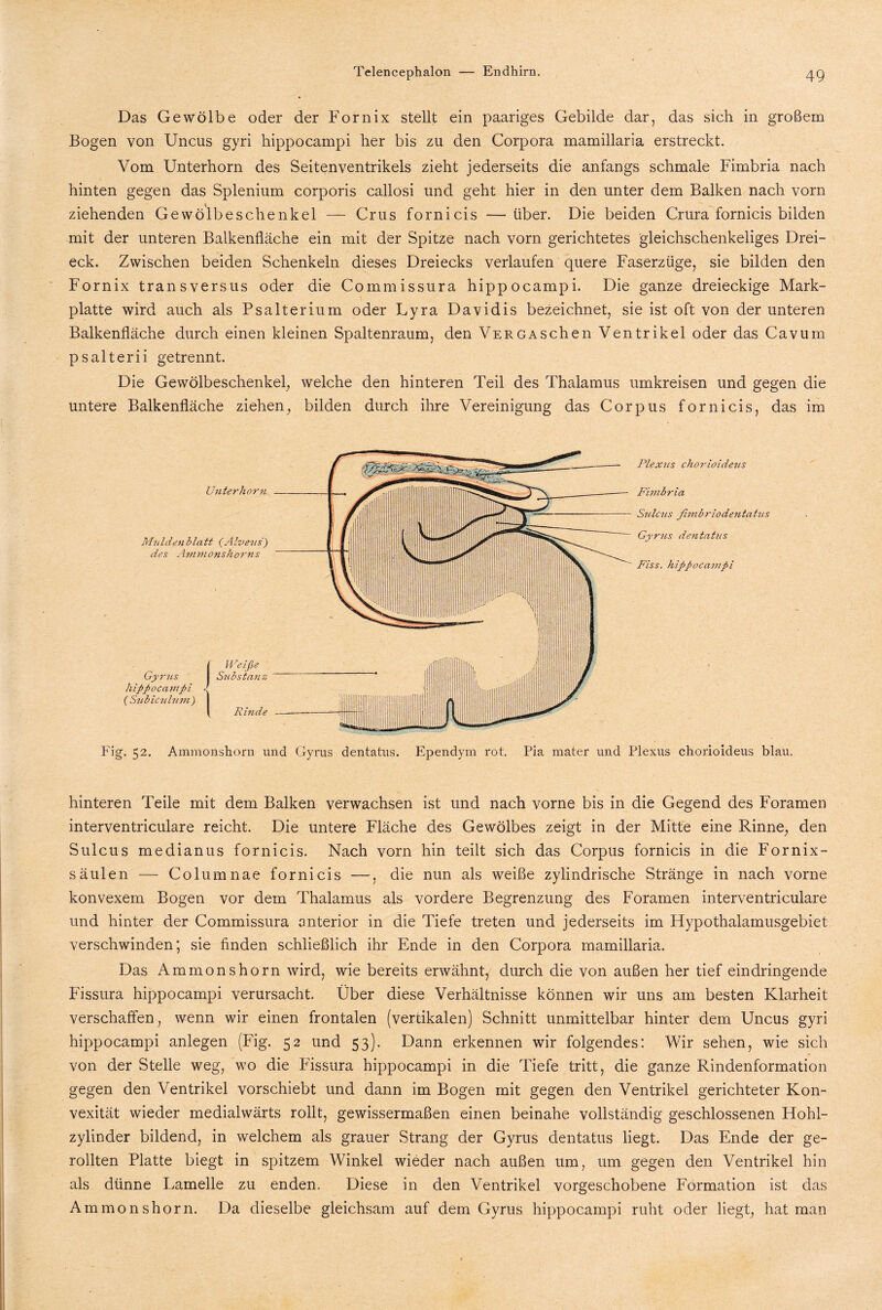 Das Gewölbe oder der Fornix stellt ein paariges Gebilde dar, das sich in großem Bogen von Uncus gyri hippocampi her bis zu den Corpora mamillaria erstreckt. Vom Unterhorn des Seitenventrikels zieht jederseits die anfangs schmale Fimbria nach hinten gegen das Splenium corporis callosi und geht hier in den unter dem Balken nach vorn ziehenden Gewölbeschenkel — Crus fornicis —über. Die beiden Crura fornicis bilden mit der unteren Balkenfläche ein mit der Spitze nach vorn gerichtetes gleichschenkeliges Drei¬ eck. Zwischen beiden Schenkeln dieses Dreiecks verlaufen quere Faserzüge, sie bilden den Fornix transversus oder die Commissura hippocampi. Die ganze dreieckige Mark¬ platte wird auch als Psalterium oder Lyra Davidis bezeichnet, sie ist oft von der unteren Balkenfläche durch einen kleinen Spaltenraum, den VERGASchen Ventrikel oder das Cavum psalterii getrennt. Die Gewölbeschenkel,, welche den hinteren Teil des Thalamus umkreisen und gegen die untere Balkenfläche ziehen, bilden durch ihre Vereinigung das Corpus fornicis, das im Plexus chorioideus Fimbria Sulcus ßmbriodentatus Gyrus den latus Fiss. hippocampi Fig. 52. Ammonshorn und Gyrus dentatus. Ependym rot. Pia mater und Plexus chorioideus blau. hinteren Teile mit dem Balken verwachsen ist und nach vorne bis in die Gegend des Foramen interventriculare reicht. Die untere Fläche des Gewölbes zeigt in der Mitte eine Rinne, den Sulcus medianus fornicis. Nach vorn hin teilt sich das Corpus fornicis in die Fornix- säulen — Columnae fornicis —, die nun als weiße zylindrische Stränge in nach vorne konvexem Bogen vor dem Thalamus als vordere Begrenzung des Foramen interventriculare und hinter der Commissura anterior in die Tiefe treten und jederseits im Hypothalamusgebiet verschwinden; sie finden schließlich ihr Ende in den Corpora mamillaria. Das Ammonshorn wird, wie bereits erwähnt, durch die von außen her tief eindringende Fissura hippocampi verursacht. Über diese Verhältnisse können wir uns am besten Klarheit verschaffen, wenn wir einen frontalen (vertikalen) Schnitt unmittelbar hinter dem Uncus gyri hippocampi anlegen (Fig. 52 und 53). Dann erkennen wir folgendes: Wir sehen, wie sich von der Stelle weg, wo die Fissura hippocampi in die Tiefe tritt, die ganze Rindenformation gegen den Ventrikel vorschiebt und dann im Bogen mit gegen den Ventrikel gerichteter Kon¬ vexität wieder medialwärts rollt, gewissermaßen einen beinahe vollständig geschlossenen Hohl¬ zylinder bildend, in welchem als grauer Strang der Gyrus dentatus liegt. Das Ende der ge¬ rollten Platte biegt in spitzem Winkel wieder nach außen um, um gegen den Ventrikel hin als dünne Lamelle zu enden. Diese in den Ventrikel vorgeschobene Formation ist das Ammonshorn. Da dieselbe gleichsam auf dem Gyrus hippocampi ruht oder liegt, hat man