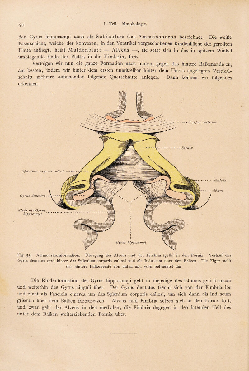 den Gyrus hippocampi auch als Subiculum des Ammonshorns bezeichnet. Die weiße Faserschicht, welche der konvexen, in den Ventrikel vorgeschobenen Rindenfläche der gerollten Platte aufliegt, heißt Muldenblatt — Alveus —, sie setzt sich in das in spitzem Winkel umbiegende Ende der Platte, in die Fimbria, fort. Verfolgen wir nun die ganze Formation nach hinten, gegen das hintere Balkenende zu, am besten, indem wir hinter dem ersten unmittelbar hinter dem Uncus angelegten Vertikal¬ schnitt mehrere aufeinander folgende Querschnitte anlegen. Dann können wir folgendes erkennen: Fig. 53. Ammonshornformation. Übergang des Alveus und der Fimbria (gelb) in den Fornix. Verlauf des Gyrus dentatus (rot) hinter das Splenium corporis callosi und als Induseum über den Balken. Die Figur stellt das hintere Balkenende von unten und vorn betrachtet dar. Die Rindenformation des Gyrus hippocampi geht in diejenige des Isthmus gyri fornicati und weiterhin des Gyrus cinguli über. Der Gyrus dentatus trennt sich von der Fimbria los und zieht als Fasciola cinerea um das Splenium corporis callosi, um sich dann als Induseum griseum über dem Balken fortzusetzen. Alveus und Fimbria setzen sich in den Fornix fort, und zwar geht der Alveus in den medialen, die Fimbria dagegen in den lateralen Teil des unter dem Balken weiterziehenden Fornix über.