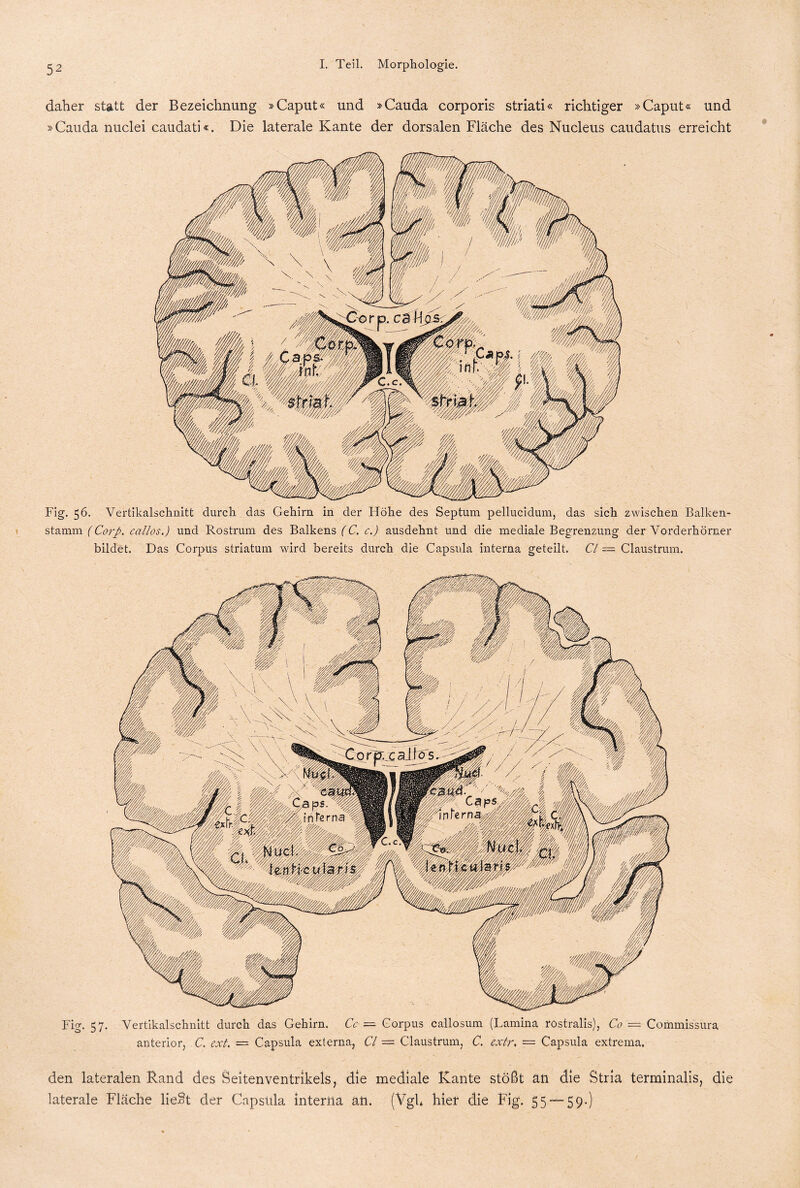 daher statt der Bezeichnung »Caput« und »Cauda corporis striati« richtiger »Caput« und »Cauda nuclei caudati«. Die laterale Kante der dorsalen Fläche des Nucleus caudatus erreicht Fig. 56. Vertikalschnitt durch das Gehirn in der Höhe des Septum pellucidum, das sich zwischen Balken¬ stamm (Corp. collos.) und Rostrum des Balkens (C. c.) ausdehnt und die mediale Begrenzung der Vorderhörner bildet. Das Corpus Striatum wird bereits durch die Capsula interna geteilt. CI = Claustrum. Fig. 57. Vertikalschnitt durch das Gehirn. Cc — Corpus callosum (Lamina rostralis), Co'— Commissura anterior, C. ext. — Capsula externa, CI — Claustrum, C. extr. = Capsula extrema. den lateralen Rand des Seitenventrikels, die mediale Kante stößt an die Stria terminalis, die laterale Fläche lieSt der Capsula interüa an. (Vgl* hier die Fig. 55 59-)