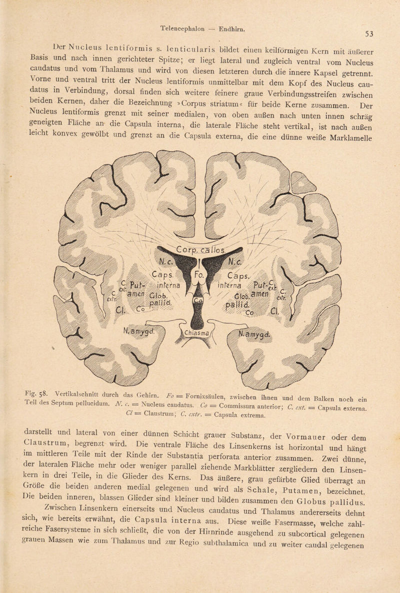 53 Del Nucleus lentiformis s. lenticularis bildet einen keilförmigen Kern mit äußerer Basis und nach innen gerichteter Spitze; er liegt lateral und zugleich ventral vom Nucleus caudatus und vom Thalamus und wird von diesen letzteren durch die innere Kapsel getrennt. \oine und ventral tritt der Nucleus lentiformis unmittelbar mit dem Kopf des Nucleus cau¬ datus m Verbindung, dorsal finden sich weitere feinere graue Verbindungsstreifen zwischen beiden Kernen, daher die Bezeichnung »Corpus Striatum« für beide Kerne zusammen. Der Nucleus lentiformis grenzt mit seiner medialen, von oben außen nach unten innen schräg geneigten Fläche an die Capsula interna, die laterale Fläche steht vertikal, ist nach außen leicht konvex gewölbt und grenzt an die Capsula externa, die eine dünne weiße Marklamelle Fig. 58. Teil des Vertikalschmtt durch das Gehirn. Fa = Fornixsäulen, zwischen ihnen und dem Balken noch ein Septum pellucidum. N. c. = Nucleus caudatus. Co = Commissura anterior; C. ext. ----- Capsula externa. D'— Claustrum; C. extr. — Capsula extrema. darstellt und lateral von einer dünnen Schicht grauer Substanz, der Vormauer oder dem Claustrum, begrenzt wird. Die ventrale Fläche des Linsenkerns ist horizontal und hängt ,m mittleren Teile mit der Rinde der Substantia perforata anterior zusammen. Zwei dünne c er lateralen Flache mehr oder weniger parallel ziehende Markblätter zergliedern den Linsen- kern m drei Teile, in die Glieder des Kerns. Das äußere, grau gefärbte Glied überragt an Große die beiden anderen medial gelegenen und wird als Schale, Putamen, bezeichnet. ie beiden inneren, blassen Glieder sind kleiner und bilden zusammen den Globus pallidus . ZwlSchen Linsenkern einerseits und Nucleus caudatus und Thalamus andererseits dehnt sici wie bereits erwähnt, die Capsula interna aus. Diese weiße Fasermasse, welche zahl¬ reiche Fasersysteme in sich schließt, die von der Himrinde ausgehend zu subcortical gelegenen grauen Massen wie zum Thalamus und zur Regio subthalamica und zu weiter caudal gelegenen