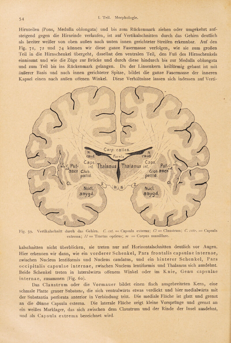 Hirnteilen (Pons, Medulla oblongata) und bis zum Rückenmark ziehen oder umgekehrt auf¬ steigend gegen die Hirnrinde verlaufen, ist auf Vertikalschnitten durch das Gehirn deutlich als breiter weißer von oben außen nach unten innen gerichteter Streifen erkennbar. Auf den Fig. 71, 72 und 74 können wir diese ganze Fasermasse verfolgen, wie sie zum großen Teil in die Hirnschenkel übergeht, daselbst den ventralen Teil, den Fuß des Hirnschenkels einnimmt und wie die Züge zur Brücke und durch diese hindurch bis zur Medulla oblongata und zum Teil bis ins Rückenmark gelangen. Da der Linsenkern keilförmig gebaut ist mit äußerer Basis und nach innen gerichteter Spitze, bildet die ganze Fasermasse der inneren Kapsel einen nach außen offenen Winkel. Diese Verhältnisse lassen sich indessen auf Verti- Fig. 59. Vertikalschnitt durch das Gehirn. C. ext. = Capsula externa; CI— Claustrum; C. extr. — Capsula extrema; II — Tractus opticus; m = Corpus mamillare. kalschnitten nicht überblicken, sie treten nur auf Horizontalschnitten deutlich vor Augen. Hier erkennen wir dann, wie ein vorderer Schenkel, Pars frontalis capsulae internae, zwischen Nucleus lentiformis und Nucleus caudatus, und ein hinterer Schenkel, Pars occipitalis capsulae internae, zwischen Nucleus lentiformis und Thalamus sich ausdehnt. Beide Schenkel treten in lateralwärts offenem Winkel oder im Knie, Genu capsulae internae, zusammen (Fig. 60). Das Claustrum oder die Vormauer bildet einen flach ausgebreiteten Kern, eine schmale Platte grauer Substanz, die sich ventralwärts etwas verdickt und hier medialwärts mit der Substantia perforata anterior in Verbindung tritt. Die mediale Fläche ist glatt und grenzt an die dünne Capsula externa. Die laterale Fläche zeigt kleine Vorsprünge und grenzt an ein weißes Marklager, das sich zwischen dem Claustrum und der Rinde der Insel ausdehnt, und als Capsula extrema bezeichnet wird-