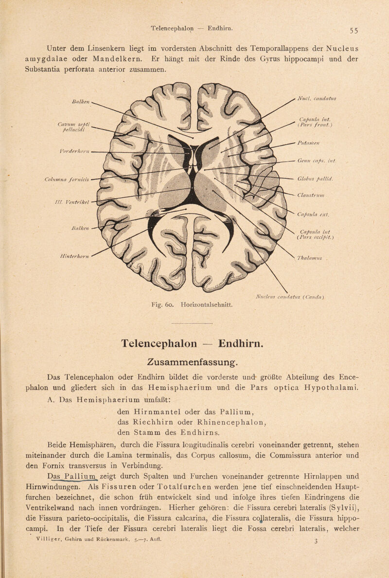 Unter dem Linsenkern liegt im vordersten Abschnitt des Temporallappens der Nucleus amygdalae oder Mandelkern. Er hängt mit der Rinde des Gyrus hippocampi und der Substantia perforata anterior zusammen. Balken Cavnm sefiti pellucidi Vorderhorn Colnmna fornicis III. Ventrikel —1 Balken Hinterhorn Nucl. caiidatus Capsula int. (Pars front.) Claust? ■n vi Capsula ext. Capsula int (Pars occipit.) Thalamus Nucleus caudatns (Cauaa) Fig. 60, Horizontalschnitt. Telencephalon — Endhirn. Zusammenfassung. ♦ 4 Das Telencephalon oder Endhirn bildet die vorderste und größte Abteilung des Ence- phalon und gliedert sich in das Hemisphaerium und die Pars optica Hypothalami. A. Das Hemisphaerium umfaßt: den Hirnmantel oder das Pallium, das Riechhirn oder Rhinencephalon, den Stamm des Endhirns. Beide Hemisphären, durch die Fissura longitudinalis cerebri voneinander getrennt, stehen miteinander durch die Lamina terminalis, das Corpus callosum, die Commissura anterior und den Fornix transversus in Verbindung. Das Pallium zeigt durch Spalten und Furchen voneinander getrennte Hirnlappen und Hirnwindungen. Als Fissuren oder Total furchen werden jene tief einschneidenden Haupt¬ furchen bezeichnet, die schon früh entwickelt sind und infolge ihres tiefen Eindringens die Ventrikelwand nach innen vordrängen. Hierher gehören: die Fissura cerebri lateralis (Sylvii), die Fissura parieto-occipitalis, die Fissura calcarina, die Fissura cojlateralis, die Fissura hippo¬ campi. In der Tiefe der Fissura cerebri lateralis liegt die Fossa cerebri lateralis, welcher Villiger, Gehirn und Rückenmark. 5.—7. Aufl. 3