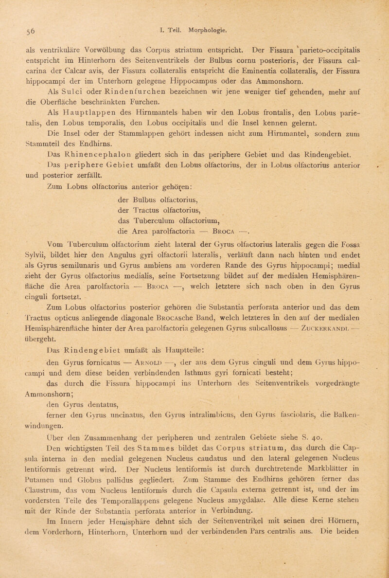 als ventrikuläre Vorwölbung das Corpus Striatum entspricht. Der Fissura parieto-occipitalis entspricht im Hinterhorn des Seiten Ventrikels der Bulbus cornu posterioris, der Fissura cal- carina der Calcar avis, der Fissura collateralis entspricht die Eminentia collateralis, der Fissura hippocampi der im Unterhorn gelegene Hippocampus oder das Ammonshorn. Als Sulci oder Rindenfurchen bezeichnen wir jene weniger tief gehenden, mehr auf die Oberfläche beschränkten Furchen. Als Hauptlappen des Hirnmantels haben wir den Lobus frontalis, den Lobus parie- talis, den Lobus temporalis, den Lobus occipitalis und die Insel kennen gelernt. Die Insel oder der Stammlappen gehört indessen nicht zum Hirnmantel, sondern zum Stammteil des Endhirns. Das Rhinencephalon gliedert sich in das periphere Gebiet und das Rindengebiet. Das periphere Gebiet umfaßt den Lobus olfactorius, der in Lobus olfactorius anterior und posterior zerfällt. Zum Lobus olfactorius anterior gehören: der Bulbus olfactorius, der Tractus olfactorius, das Tuberculum olfactorium, die Area parolfactoria —. Broca —. Vom Tuberculum olfactorium zieht lateral der Gyrus olfactorius lateralis gegen die Fossa Sylvii, bildet hier den Angulus gyri olfactorii lateralis, verläuft dann nach hinten und endet als Gyrus semilunaris und Gyrus ambiens am vorderen Rande des Gyrus hippocampi; medial zieht der Gyrus olfactorius medialis, seine Fortsetzung bildet auf der medialen Hemisphären- fläche die Area parolfactoria — Broca —, welch letztere sich nach oben in den Gyrus cinguli fortsetzt. Zum Lobus olfactorius posterior gehören die Substantia perforata anterior und das dem Tractus opticus anliegende diagonale BROCASche Band, welch letzteres in den auf der medialen Hemisphärenfläche hinter der Area parolfactoria gelegenen Gyrus subcallosus — Zuckerkandl — übergeht. Das Rindengebiet umfaßt als Hauptteile: den Gyrus fornicatus — Arnold —, der aus dem Gyrus cinguli und dem Gyrus hippo¬ campi und dem diese beiden verbindenden Isthmus gyri fornicati besteht; das durch die Fissura hippocampi ins Unterhorn des Seitenventrikels vorgedrängte Ammonshorn; den Gyrus dentatus, ferner den Gyrus uncinatus, den Gyrus intralimbicus, den Gyrus fasciolaris, die Balken¬ windungen. Über den Zusammenhang der peripheren und zentralen Gebiete siehe S. 40. Den wichtigsten Teil des Stammes bildet das Corpus Striatum, das durch die Cap¬ sula interna in den medial gelegenen Nucleus caudatus und den lateral gelegenen Nucleus lentiformis getrennt wird. Der Nucleus lentiformis ist durch durchtretende Markblätter in Putamen und Globus pallidus gegliedert. Zum Stamme des Endhirns gehören ferner das Claustrum, das vom Nucleus lentiformis durch die Capsula externa getrennt ist, und der im vordersten Teile des Temporallappens gelegene Nucleus amygdalae. Alle diese Kerne stehen mit der Rinde der Substantia perforata anterior in Verbindung. Im Innern jeder Hemisphäre dehnt sich der Seitenventrikel mit seinen drei Hörnern, dem Vorderhorn, Hinterhorn, Unterhorn und der verbindenden Pars centralis aus. Die beiden