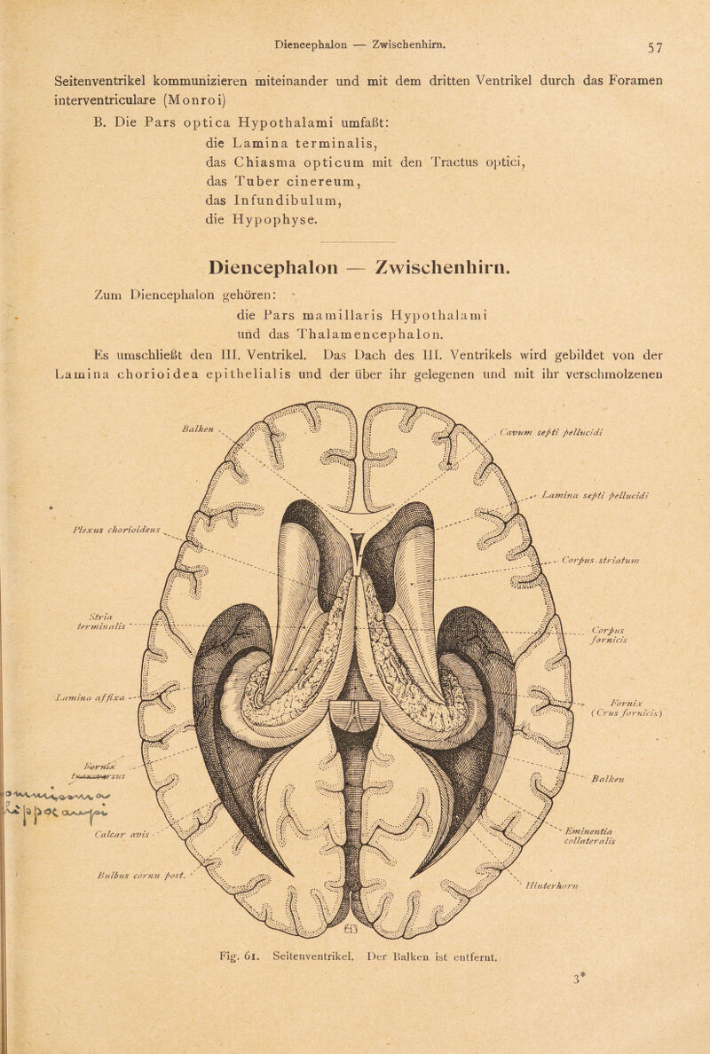 Seitenventrikel kommunizieren miteinander und mit dem dritten Ventrikel durch das Foramen interventriculare (Monroi) B. Die Pars optica Hypothalami umfaßt: die Lamina terminalis, das Chiasma opticum mit den Tractus optici, das Tuber cinereum, das Infundibulum, die Hypophyse. Diencephalon — Zwischenhirn. Zum Diencephalon gehören: die Pars mamiliaris Hypothalami und das Thalamencephalon. Es umschließt den III. Ventrikel. Das Dach des III. Ventrikels wird gebildet von der Lamina chorioi dea epithelialis und der über ihr gelegenen und mit ihr verschmolzenen