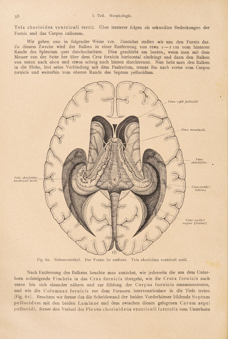 Tela chorioidea ventriculi tertii. Über letzterer folgen als sekundäre Bedeckungen der Fornix und das Corpus callosum. Wir gehen nun in folgender Weise vor. Zunächst stellen wir uns den Fornix dar. Zu diesem Zwecke wird der Balken in einer Entfernung von etwa i — 2 cm vom hinteren Rande des Splenium quer durchschnitten. Dies geschieht am besten, wenn man mit dem Messer von der Seite her über dem Crus fornicis horizontal eindringt und dann den Balken von unten nach oben und etwas schräg nach hinten durchtrennt. Nun hebt man den Balken in die Höhe, löst seine Verbindung mit dem Psalterium, trennt ihn nach vorne vom Corpus fornicis und weiterhin vom oberen Rande des Septum pellucidum. Nach Entfernung des Balkens beachte man zunächst, wie jederseits die aus dem Unter¬ horn aufsteigende Fimbria in das Crus fornicis übergeht, wie die Crura fornicis nach vorne hin sich einander nähern und zur Bildung der Corpus fornicis zusammentreten, und wie die Columnae fornicis vor dem Foramen interventriculare in die Tiefe treten (Fig. 61). Beachten wir ferner das die Scheidewand der beiden Vorderhörner bildende Septum pellucidum mit den beiden Laminae und dem zwischen diesen gelegenen Cavum septi pellucidi, ferner den Verlauf des'Plexus chorioideus ventriculi lateralis vom Unterhorn