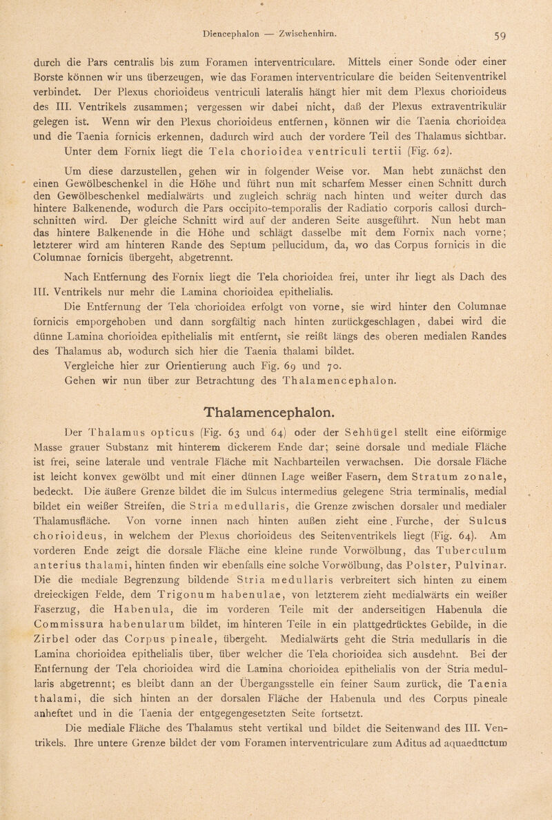 durch die Pars centralis bis zum Foramen interventriculare. Mittels einer Sonde oder einer Borste können wir uns überzeugen, wie das Foramen interventriculare die beiden Seitenventrikel verbindet. Der Plexus chorioideus ventriculi lateralis hängt hier mit dem Plexus chorioideus des III. Ventrikels zusammen; vergessen wir dabei nicht, daß der Plexus extraventrikulär gelegen ist. Wenn wir den Plexus chorioideus entfernen, können wir die Taenia chorioidea und die Taenia fornicis erkennen, dadurch wird auch der vordere Teil des Thalamus sichtbar. Unter dem Fornix liegt die Tela chorioidea ventriculi tertii (Fig. 62). Um diese darzustellen, gehen wir in folgender Weise vor. Man hebt zunächst den einen Gewölbeschenkel in die Höhe und führt nun mit scharfem Messer einen Schnitt durch den Gewölbeschenkel medialwärts und zugleich schräg nach hinten und weiter durch das hintere Balkenende, wodurch die Pars occipito-temporalis der Radiatio corporis callosi durch¬ schnitten wird. Der gleiche Schnitt wird auf der anderen Seite ausgeführt. Nun hebt man das hintere Balkenende in die Höhe und schlägt dasselbe mit dem Fornix nach vorne; letzterer wird am hinteren Rande des Septum pellucidum, da, wo das Corpus fornicis in die Columnae fornicis übergeht, abgetrennt. Nach Entfernung des Fornix liegt die Tela chorioidea frei, unter ihr liegt als Dach des III. Ventrikels nur mehr die Lamina chorioidea epithelialis. Die Entfernung der Tela 'chorioidea erfolgt von vorne, sie wird hinter den Columnae fornicis emporgehoben und dann sorgfältig nach hinten zurückgeschlagen, dabei wird die dünne Lamina chorioidea epithelialis mit entfernt, sie reißt längs des oberen medialen Randes des Thalamus ab, wodurch sich hier die Taenia thalami bildet. Vergleiche hier zur Orientierung auch Fig. 69 und 70. Geben wir nun über zur Betrachtung des Thalamencephalon. Thalamencephalon. Der Thalamus opticus (Fig. 63 und 64) oder der Sehhügel stellt eine eiförmige Masse grauer Substanz mit hinterem dickerem Ende dar; seine dorsale und mediale Fläche ist frei, seine laterale und ventrale Fläche mit Nachbarteilen verwachsen. Die dorsale Fläche ist leicht konvex gewölbt und mit einer dünnen Lage weißer Fasern, dem Stratum zonale, bedeckt. Die äußere Grenze bildet die im Sulcus intermedius gelegene Stria terminalis, medial bildet ein weißer Streifen, die Stria medullaris, die Grenze zwischen dorsaler und medialer Thalamusfläche. Von vorne innen nach hinten außen zieht eine. Furche, der Sulcus chorioideus, in welchem der Plexus chorioideus des Seitenventrikels liegt (Fig. 64). Am vorderen Ende zeigt die dorsale Fläche eine kleine runde Vorwölbung, das Tuberculum anterius thalami, hinten finden wir ebenfalls eine solche Vorwölbung, das Polster, Pulvinar. Die die mediale Begrenzung bildende Stria medullaris verbreitert sich hinten zu einem dreieckigen Felde, dem Trigonum habenulae, von letzterem zieht medialwärts ein weißer Faserzug, die Haben ula, die im vorderen Teile mit der anderseitigen Habenula die Commissura habenularum bildet, im hinteren Teile in ein plattgedrücktes Gebilde, in die Zirbel oder das Corpus pineale, übergeht. Medialwärts geht die Stria medullaris in die Lamina chorioidea epithelialis über, über welcher die Tela chorioidea sich ausdehnt. Bei der Entfernung der Tela chorioidea wird die Lamina chorioidea epithelialis von der Stria medul¬ laris abgetrennt; es bleibt dann an der Übergangsstelle ein feiner Saum zurück, die Taenia thalami, die sich hinten an der dorsalen Fläche der Habenula und des Corpus pineale anheftet und in die Taenia der entgegengesetzten Seite fortsetzt. Die mediale Fläche des Thalamus steht vertikal und bildet die Seitenwand des IIL Ven¬ trikels. Ihre untere Grenze bildet der vom Foramen interventriculare zum Aditus ad aquaeductum
