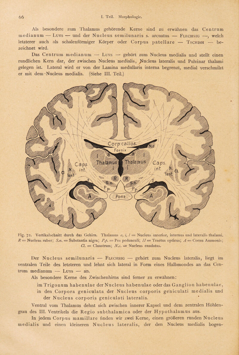 Als besondere zum Thalamus gehörende Kerne sind zu erwähnen das Centrum medianum — Luys — und der Nucleus semilunaris s. arcuatus — Flechsig —, welch letzterer auch als schalenförmiger Körper oder Corpus patellare — Tschish — be¬ zeichnet wird. Das Centrum medianum — Luys —*■ gehört zum Nucleus medialis und stellt einen rundlichen Kern dar, der zwischen Nucleus medialis, JSTucleus lateralis und Pulvinar thalami gelegen ist. Lateral wird er von der Lamina medullaris interna begrenzt, medial verschmilzt er mit dem Nucleus medialis. (Siehe III. Teil.) Fig. 72. Vertikalschnitt durch das Gehirn. Thalamus a, i, l — Nucleus anterior, internus und lateralis thalami. R— Nucleus ruber; S.n. — Substantia nigra; P.p. — Pes pedunculi; //= Tractus opticus; A — Cornu Ammonis; CL = Claustrum; N.c. Nucleus caudatus. Der Nucleus semilunaris — Flechsig — gehört zum Nucleus lateralis, liegt im ventralen Teile des letzteren und lehnt sich lateral in Form eines Halbmondes an das Cen¬ trum medianum — Luys — an. Als besondere Kerne des Zwischenhirns sind ferner zu erwähnen: imTrigonum habenulae der Nucleus habenulae oder das Ganglion habenulae, in den Corpora geniculata der Nucleus corporis geniculati medialis und der Nucleus corporis geniculati lateralis. Ventral vom Thalamus dehnt sich zwischen innerer Kapsel und dem zentralen Höhlen¬ grau des III. Ventrikels die Regio subthalamica oder der Hypothalamus aus. In jedem Corpus mamillare finden wir zwei Kerne, einen größeren runden Nucleus medialis und einen kleineren Nucleus lateralis, der den Nucleus medialis bogen-