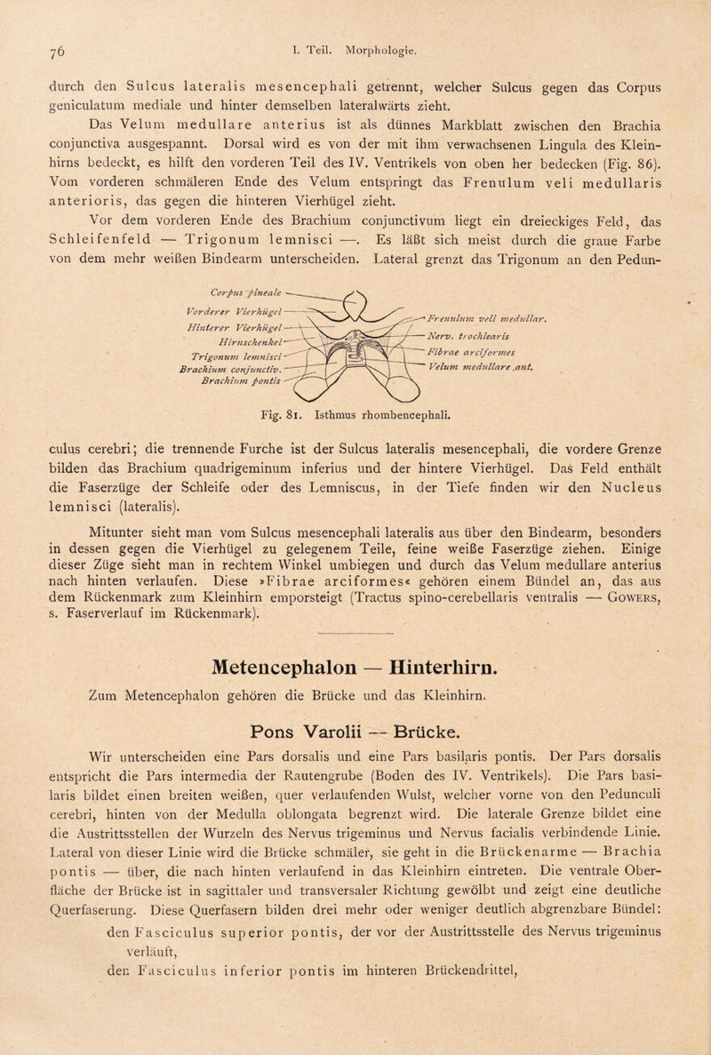 durch den Sulcus lateralis mesencephali getrennt, welcher Sulcus gegen das Corpus geniculatum mediale und hinter demselben lateralwärts zieht. Das Velum medulläre anterius ist als dünnes Markblatt zwischen den Brachia conjunctiva ausgespannt. Dorsal wird es von der mit ihm verwachsenen Lingula des Klein¬ hirns bedeckt, es hilft den vorderen Teil des IV. Ventrikels von oben her bedecken (Fig. 86). Vom vorderen schmäleren Ende des Velum entspringt das Frenulum veli medullaris anterioris, das gegen die hinteren Vierhügel zieht. Vor dem vorderen Ende des Brachium conjunctivum liegt ein dreieckiges Feld, das Schleifenfeld — Trigonum lemnisci •—. Es läßt sich meist durch die graue Farbe von dem mehr weißen Bindearm unterscheiden. Lateral grenzt das Trigonum an den Pedun- Corpus pineale Vorderer Vierhügel Hinterer Vierhügel Hirnschenkel Trigonum lemnisci Brachium conjunctiv. Brachium pontis Fig. 81. Isthmus rhombencephali. culus cerebri; die trennende Furche ist der Sulcus lateralis mesencephali, die vordere Grenze bilden das Brachium quadrigeminum inferius und der hintere Vierhügel. Das Feld enthält die Faserzüge der Schleife oder des Lemniscus, in der Tiefe finden wir den Nucleus lemnisci (lateralis). Mitunter sieht man vom Sulcus mesencephali lateralis aus über den Bindearm, besonders in dessen gegen die Vierhügel zu gelegenem Teile, feine weiße Faserzüge ziehen. Einige dieser Züge sieht man in rechtem Winkel umbiegen und durch das Velum medulläre anterius nach hinten verlaufen. Diese »Fibrae arciformes« gehören einem Bündel an, das aus dem Rückenmark zum Kleinhirn emporsteigt (Tractus spino-cerebellaris ventralis — Gowers, s. Faserverlauf im Rückenmark). Metencephalon — Hinterhirn. Zum Metencephalon gehören die Brücke und das Kleinhirn. Pons Varolii — Brücke. Wir unterscheiden eine Pars dorsalis und eine Pars basdaris pontis. Der Pars dorsalis entspricht die Pars intermedia der Rautengrube (Boden des IV. Ventrikels). Die Pars basi¬ laris bildet einen breiten weißen, quer verlaufenden Wulst, welcher vorne von den Pedunculi cerebri, hinten von der Medulla oblongata begrenzt wird. Die laterale Grenze bildet eine die Austrittsstellen der Wurzeln des Nervus trigeminus und Nervus facialis verbindende Linie. Lateral von dieser Linie wird die Brücke schmäler, sie geht in die Brückenarme — Brachia pontis — über, die nach hinten verlaufend in das Kleinhirn eintreten. Die ventrale Ober¬ fläche der Brücke ist in sagittaler und transversaler Richtung gewölbt und zeigt eine deutliche Querfaserung. Diese Querfasern bilden drei mehr oder weniger deutlich abgrenzbare Bündel: den Fasciculus superior pontis, der vor der Austrittsstelle des Nervus trigeminus verläuft, den Fasciculus inferior pontis im hinteren Brückendrittel, i