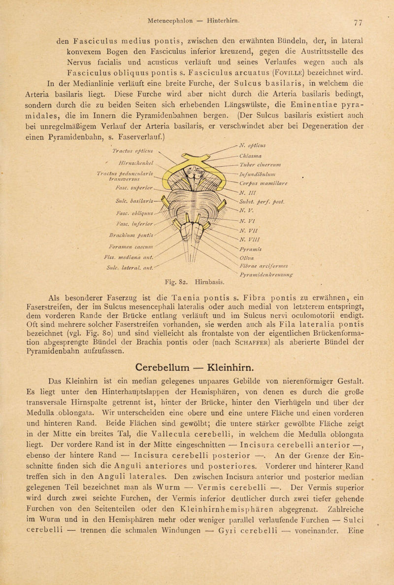 den Fasciculus medius pontis, zwischen den erwähnten Bündeln, der, in lateral konvexem Bogen den Fasciculus inferior kreuzend, gegen die Austrittsstelle des Nervus facialis und acusticus verläuft und seines Verlaufes wegen auch als Fasciculus obliquus pontis s. Fasciculus arcuatus (Foville) bezeichnet wird. In der Medianlinie verläuft eine breite Furche, der Sulcus basilaris, in welchem die Arteria basilaris liegt. Diese Furche wird aber nicht durch die Arteria basilaris bedingt, sondern durch die zu beiden Seiten .sich erhebenden Längswülste, die Eminentiae pyra¬ midales, die im Innern die Pyramidenbahnen bergen. (Der Sulcus basilaris existiert auch bei unregelmäßigem Verlauf der Arteria basilaris, er verschwindet aber bei Degeneration der einen Pyramidenbahn, s. Faserverlauf.) Tr actus opticus ' Hirnschenkel Tractus peduncularis transversus Fase, superior Stile, basilaris Fase, obliquus Fase, inferior Brachium pontis Foramen caecum Fiss. mediana aut. Sulc. lateral, aut. N. opticus Chiasma Tuber cinereum Infundibulum Corpus maniillare N. III Subst. perf. post. N. V. N. VI N. VII N. VIII Pyramis Oliva Fibrae arciformes Py ra m iden k reuzung Fig. 82. Hirnbasis. Als besonderer Faserzug ist die Taenia pontis s. Fibra pontis zu erwähnen, ein Faserstreifen, der im Sulcus mesencephali lateralis oder auch medial von letzterem entspringt, dem vorderen Rande der Brücke entlang verläuft und im Sulcus nervi oculomotorii endigt. Oft sind mehrere solcher Faserstreifen vorhanden, sie werden auch als Fila lateralia pontis bezeichnet (vgl. Fig. 80) und sind vielleicht als frontalste von der eigentlichen Brückenforma¬ tion abgesprengte Bündel der Brachia pontis oder (nach Schaffer) als aberierte Bündel der Pyramidenbahn aufzufassen. Cerebellum — Kleinhirn. Das Kleinhirn ist ein median gelegenes unpaares Gebilde von nierenförmiger Gestalt. Es liegt unter den Hinterhauptslappen der Hemisphären, von denen es durch die große transversale Hirnspalte getrennt ist, hinter der Brücke, hinter den Vierhügeln und über der Medulla .oblongata. Wir unterscheiden eine obere und eine untere Fläche und einen vorderen und hinteren Rand. Beide Flächen sind gewölbt; die untere stärker gewölbte Fläche zeigt in der Mitte ein breites Tal, die Vallecula cerebelli, in welchem die Medulla oblongata liegt. Der vordere Rand ist in der Mitte eingeschnitten — Incisura cerebelli anterior —, ebenso der hintere Rand — Incisura cerebelli posterior —. An der Grenze der Ein¬ schnitte finden sich die Anguli anteriores und posteriores. Vorderer und hinterer Rand treffen sich in den Anguli laterales. Den zwischen Incisura anterior und posterior median gelegenen Teil bezeichnet man als Wurm — Vermis cerebelli -—. Der Vermis superior wird durch zwei seichte Furchen, der Vermis inferior deutlicher durch zwei tiefer gehende Furchen von den Seitenteilen oder den Kleinhirnhemisphären abgegrenzt. Zahlreiche im Wurm und in den Hemisphären mehr oder weniger parallel verlaufende Furchen — Sulci cerebelli — trennen die schmalen Windungen — Gyri cerebelli — voneinander. Eine