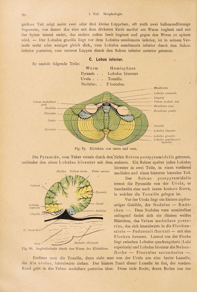 größere Teil zeigt meist zwei oder drei kleine Läppchen, oft auch zwei halbmondförmige Segmente, von denen das eine mit dem dickeren Ende medial am Wurm beginnt und mit der Spitze lateral endet, das andere außen breit beginnt und gegen den Wurm zu spitzer wird. — Der Lobulus gracilis liegt vor dem Lobulus semilunaris inferior, ist in seinem Ver¬ laufe mehr oder weniger gleich dick, vom Lobulus semilunaris inferior durch den Sulcus inferior posterior, vom unteren Lappen durch den Sulcus inferior anterior getrennt. Declive Folium verm. Tuber vermis Cuhnen Lobidus centralis Lingula Pyramis Uvula No du hi s Die Pyramide, vom Tuber vermis durch dendiefen Sulcus postpyramidalis getrennt, verbindet den einen Lobulus biventer mit dem anderen. Ein Sulcus spaltet jeden Lobulus • biventer in zwei Teile, in einen vorderen medialen und einen hinteren lateralen Teil. Der Sulcus praepy ramidalis trennt die Pyramide von der Uvula, er beschreibt eine nach innen konkave Kurve, in welcher die Tonsille gelegen ist. Vor der Uvula liegt ein kleines zapfen¬ artiges Gebilde, der Nodulus — Knöt¬ chen —. Dem Nodulus vorn unmittelbar anliegend findet sich ein dünnes weißes Blättchen, das Velum medulläre poste¬ rius, das sich lateralwärts in die Flocken¬ stiele — Pedunculi flocculi — mit den Flocken fortsetzt. Lateral von der Flocke liegt zwischen Lobulus quadrangularis (Lobi superioris) und Lobulus biventer die Neben¬ flocke — Flocculus secundarius —. / Entfernt man die Tonsille, dann sieht man von der Uvula aus eine breite Lamelle, die Ala uvulae, lateralwärts ziehen. Der hintere Rand dieser Lamelle ist frei, der vordere Rand geht in das Velum medulläre posterius über. Diese tiefe Bucht, deren Boden von der IV. Ventrikel Pons Medulla oblongata Fig. 86. Sagittalschnitt durch den Wurm des Kleinhirns. Monticuliis Lobulus centralis Lingula Velum medull. ant. Brachium conj. Brachiujn po?itis Uvula Pyramis Fig. 85. Kleinhirn von unten und vorn. Tonsille Lobulus biventer Lobuhis gracilis Lobjilus semilunaris inferior C. Lobus inferior. Er umfaßt folgende Teile: ^ Wurm Hemisphäre Pyramis . . Lobulus biventer Uvula . . . Tonsilla Nodulus. . Flocculus. Velum medulläre post. Nodulus Flocculus