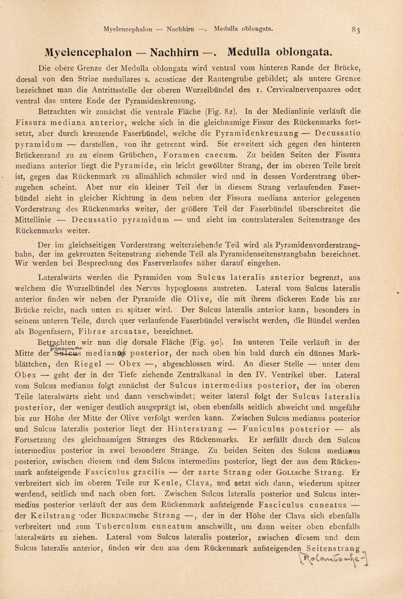 Myelencephalon — Nachhirn —. Medulla oblongata. Die obere Grenze der Medulla oblongata wird ventral vom hinteren Rande der Brücke, dorsal von den Striae medulläres s. acusticae der Rautengrube gebildet; als untere Grenze bezeichnet man die Antrittsstelle der oberen Wurzelbündel des 1. Cervicalnervenpaares oder ventral das untere Ende der Pyramidenkreuzung. Betrachten wir zunächst die ventrale Fläche (Fig. 82). In der Medianlinie verläuft die Fissura mediana anterior, welche sich in die gleichnamige Fissur des Rückenmarks fort¬ setzt, aber durch kreuzende Faserbündel, welche die Pyramidenkreuzung — Decussatio pyramidum — darstellen, von ihr getrennt wird. Sie erweitert sich gegen den hinteren Brückenrand zu zu einem Grübchen, Foramen caecum. Zu beiden Seiten der Fissura mediana anterior liegt die Pyramide, ein leicht gewölbter Strang, der im oberen Teile breit ist, gegen das Rückenmark zu allmählich schmäler wird und in dessen Vorderstrang über¬ zugehen scheint. Aber nur ein kleiner Teil der in diesem Strang verlaufenden Faser¬ bündel zieht in gleicher Richtung in dem neben der Fissura mediana anterior gelegenen Vorderstrang des Rückenmarks weiter, der größere Teil der Faserbündel überschreitet die Mittellinie — Decussatio pyramidum — und zieht im contralateralen Seitenstrange des Rückenmarks weiter. Der im gleichseitigen Vorderstrang weiterziehende Teil wird als Pyramidenvorderstrang¬ bahn, der im gekreuzten Seitenstrang ziehende Teil als Pyramidenseitenstrangbahn bezeichnet. Wir werden bei Besprechung des Faserverlaufes näher darauf eingehen. Lateralwärts werden die Pyramiden vom Sulcus lateralis anterior begrenzt, aus welchem die Wurzelbündel des Nervus hypoglossus austreten. Lateral vom Sulcus lateralis anterior finden wir neben der Pyramide die Olive, die mit ihrem dickeren Ende bis zur Brücke reicht, nach unten zu spitzer wird. Der Sulcus lateralis anterior kann, besonders in seinem unteren Teile, durch quer verlaufende Faserbündel verwischt werden, die Bündel werden als Bogenfasern, Fibrae arcuatae, bezeichnet. Betrachten wir nun diqr dorsale Fläche (Fig. 90). Im unteren Teile verläuft in der Mitte der S4ic4*s median®^ posterior, der nach oben hin bald durch ein dünnes Mark¬ blättchen, den Riegel — Ob ex —, abgeschlossen wird. An dieser Stelle — unter dem Ob ex — geht der in der Tiefe ziehende Zentralkanal in den IV. Ventrikel über. Lateral vom Sulcus medianus folgt zunächst der Sulcus intermedius posterior, der im oberen Teile lateralwärts zieht und dann verschwindet; weiter lateral folgt der Sulcus lateralis posterior, der weniger deutlich ausgeprägt ist, oben ebenfalls seitlich abweicht und ungefähr bis zur Höhe der Mitte der Olive verfolgt werden kann. Zwischen Sulcus medianus posterior und Sulcus lateralis posterior liegt der Hinterstrang — Funiculus posterior — als Fortsetzung des gleichnamigen Stranges des Rückenmarks. Er zerfällt durch den Sulcus intermedius posterior in zwei besondere Stränge. Zu beiden Seiten des Sulcus medianus posterior, zwischen diesem und dem Sulcus intermedius posterior, liegt der aus dem Rücken¬ mark aufsteigende Fasciculus gracilis — der zarte Strang oder GoLLsche Strang. Er verbreitert sich im oberen Teile zur Keule, Clava, und setzt sich dann, wiederum spitzer werdend, seitlich und nach oben fort. Zwischen Sulcus lateralis posterior und Sulcus inter¬ medius posterior verläuft der aus dem Rückenmark aufsteigende Fasciculus cuneatus — der Keilstrang ‘oder BuRDACHsche Strang —, der in der Höhe der Clava sich ebenfalls verbreitert und zum Tuberculum cuneatum anschwillt, um dann weiter oben ebenfalls lateralwärts zu ziehen. Lateral vom Sulcus lateralis posterior, zwischen diesem und dem Sulcus lateralis anterior, finden wir den aus dem Rückenmark aufsteigenden Seitenstrang