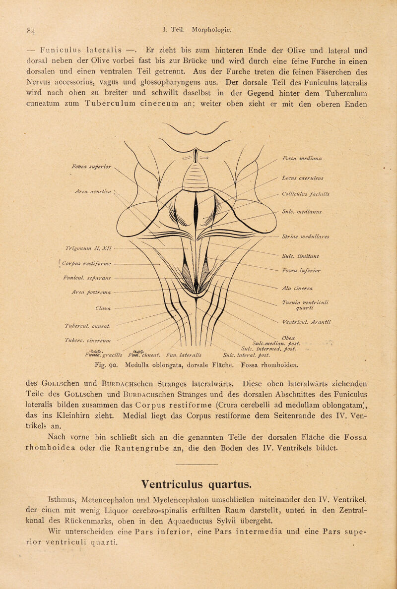 — Funiculus lateralis —. Er zieht bis zum hinteren Ende der Olive und lateral und dorsal neben der Olive vorbei fast bis zur Brücke und wird durch eine feine Furche in einen dorsalen und einen ventralen Teil getrennt. Aus der Furche treten die feinen Fäserchen des Nervus accessorius, vagus und glossopharyngeus aus. Der dorsale Teil des Funiculus lateralis wird nach oben zu breiter und schwillt daselbst in der Gegend hinter dem Tuberculum cuneatum zum Tuberculum cinereum an; weiter oben zieht er mit den oberen Enden Fovea superior Area acustica \ Trigonum N. XII Corpus restiforme Funicul. separans Area postrema Clava Tubercul. ernte at. Tuberc. cinereum Fossa mediana Locus caeruleus Colliculus facialis Sulc. medianus Striae medulläres Sulc. limitans Fovea inferior Ala cinerea Taenia ventriculi quarti Ventricul. Arantii Turnte, gracilis I'rtnlcimeat. Fun. lateralis Obex Sulc.median. post. ... Sulc. intermed. post. Stile, lateral, post. Fig. 90. Medulla oblongata, dorsale Fläche. Fossa rhomboidea. des GoLLschen und BuRDACHschen Stranges lateralwärts. Diese oben lateralwärts ziehenden Teile des GoLLschen und BuRDACHschen Stranges und des dorsalen Abschnittes des Funiculus lateralis bilden zusammen das Corpus restiforme (Crura cerebelli ad medullam oblongatam), das ins Kleinhirn zieht. Medial liegt das Corpus restiforme dem Seitenrande des IV. Ven¬ trikels an. Nach vorne hin schließt sich an die genannten Teile der dorsalen Fläche die Fossa rhomboidea oder die Rautengrube an, die den Boden des IV. Ventrikels bildet. Ventriculus quartus. Isthmus, Metencephalon und Myelencephalon umschließen miteinander den IV. Ventrikel, der einen mit wenig Liquor cerebro-spinalis erfüllten Raum darstellt, unten in den Zentral¬ kanal des Rückenmarks, oben in den Aquaeductus Sylvii übergeht. Wir unterscheiden eine Pars inferior, eine Pars intermedia und eine Pars Supe¬ rior ventriculi quarti.