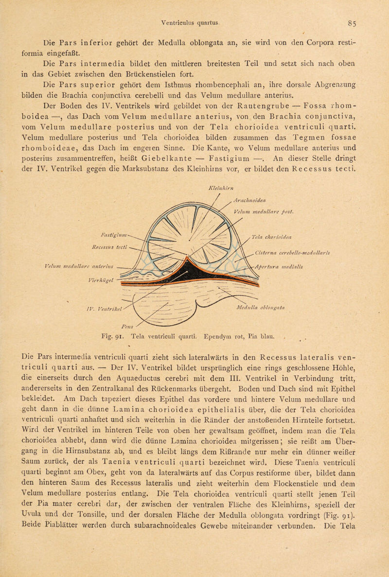 Die Pars inferior gehört der Medulla oblongata an, sie wird von den Corpora resti- formia eingefaßt. Die Pars intermedia bildet den mittleren breitesten Teil und setzt sich nach oben in das Gebiet zwischen den Brückenstielen fort. Die Pars superior gehört dem Isthmus rhombencephali an, ihre dorsale Abgrenzung bilden die Brachia conjünctiva cerebelli und das Velum medulläre anterius. Der Boden des IV. Ventrikels wird gebildet von der Rautengrube — Fossa rhom- boidea—, das Dach vom Velum medulläre anterius, von den Brachia conjünctiva, vom Velum medulläre posterius und von der Tela chorioidea ventriculi quarti. Velum medulläre posterius und Tela chorioidea bilden zusammen das Tegmen fossae rhomboideae, das Dach im engeren Sinne. Die Kante, wo Velum medulläre anterius und posterius Zusammentreffen, heißt Giebel kante —- Fastigium —. An dieser Stelle dringt der IV. Ventrikel gegen die Marksubstanz des Kleinhirns vor, er bildet den Recessus tecti. Kleinhirn Die Pars intermedia ventriculi quarti zieht sich lateralwärts in den Recessus lateralis ven¬ triculi quarti aus. — Der IV. Ventrikel bildet ursprünglich eine rings geschlossene Höhle, die einerseits durch den Aquaeductus cerebri mit dem III. Ventrikel in Verbindung tritt, andererseits in den Zentralkanal des Rückenmarks übergeht. Boden und Dach sind mit Epithel bekleidet. Am Dach tapeziert dieses Epithel das vordere und hintere Velum medulläre und geht dann in die dünne Lamina chorioidea epithelialis über, die der Tela chorioidea ventriculi quarti anhaftet und sich weiterhin in die Ränder der anstoßenden Hirn teile fortsetzt. Wird der Ventrikel im hinteren Teile von oben her gewaltsam geöffnet, indem man die Tela chorioidea abhebt, dann wird die dünne Lamina chorioidea mitgerissen; sie reißt am Über¬ gang in die Hirnsubstanz ab, und es bleibt längs dem Rißrande nur mehr ein dünner weißer Saum zurück, der als Taenia ventriculi quarti bezeichnet wird. Diese Taenia ventriculi quarti beginnt am Obex, geht von da lateralwärts auf das Corpus restiforme über, bildet dann den hinteren Saum des Recessus lateralis und zieht weiterhin dem Flockenstiele und dem Velum medulläre posterius entlang. Die Tela chorioidea ventriculi quarti stellt jenen Teil der Pia mater cerebri dar, der zwischen der ventralen Fläche des Kleinhirns, speziell der Uvula und der Tonsille, und der dorsalen Fläche der Medulla oblongata vordringt (Fig. 91). Beide Piablätter werden durch subarachnoideales Gewebe miteinander verbunden. Die Tela