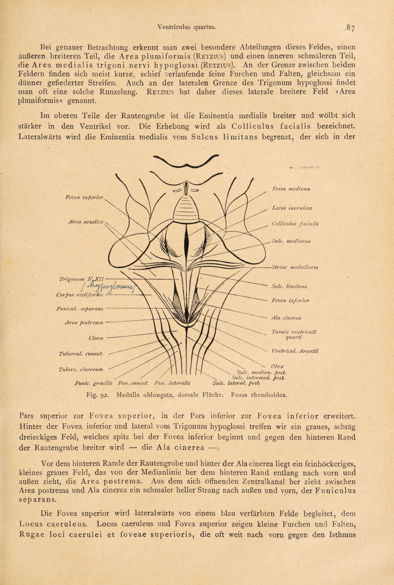 \ Bei genauer Betrachtung erkennt man zwei besondere Abteilungen dieses Feldes, einen äußeren breiteren Teil, die Area plumiformis (Retzius) und einen inneren schmäleren Teil, die Area medialis trigoni nervi hypoglossi (Retzius). An der Grenze zwischen beiden Feldern finden sich meist kurze, schief verlaufende feine Furchen und Falten, gleichsam ein dünner gefiederter Streifen. Auch an der lateralen Grenze des Trigonum hypoglossi findet man oft eine solche Runzelung. Retzius hat daher dieses laterale breitere Feld »Area plumiformis« genannt. Im oberen Teile der Rautengrube ist die Eminentia medialis breiter und wölbt sich stärker in den Ventrikel vor. Die Erhebung wird als Colliculus facialis bezeichnet. Lateralwärts wird die Eminentia medialis vom Sulcus li mit ans begrenzt, der sich in der Fovea superior Area acustica Trigonum Corpus restifc Funicul, separans Area postrema -— Clava Tubercul. cuneat. Tuberc. cinereum Fossa mediana Locus caeruleus Colliculus facialis Sulc. medianus Striae medulläres Sulc. limitans Fovea inferior Ala cinerea Taenia ventriculi quarti Ventricul. Arantii Obex Sulc, median, post. Sulc. intermed, post. Sulc. lateral, post. Funic. gracilis Fun. cuneat. Fun. lateralis Fig. 92. Medulla oblongata, dorsale Fläche. Fossa rhomboidea. Pars superior zur Fovea superior, in der Pars inferior zur Fovea inferior erweitert. Hinter der Fovea inferior und lateral vom Trigonum hypoglossi treffen wir ein graues, schräg dreieckiges Feld, welches spitz bei der Fovea inferior beginnt und gegen den hinteren Rand der Rautengrube breiter wird — die Ala cinerea —. Vor dem hinteren Rande der Rautengrube und hinter der Ala cinerea liegt ein feinhöckeriges, kleines graues Feld, das von der Medianlinie her dem hinteren Rand entlang nach vorn und außen zieht, die Area postrema. Aus dem sich öffnenden Zentralkanal her zieht zwischen Area postrema und Ala cinerea ein schmaler heller Strang nach außen und vorn, der Funiculus sep arans. Die Fovea superior wird lateralwärts von einem blau verfärbten Felde begleitet, dem Locus caeruleus. Locus caeruleus und Fovea superior zeigen kleine Furchen und Falten, Rugae loci caerulei et foveae superioris, die oft weit nach vorn gegen den Isthmus