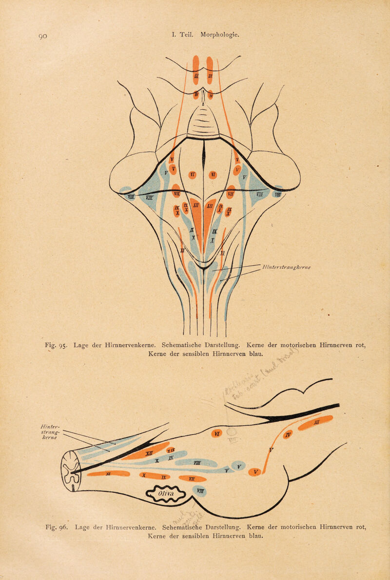 Fig. 96. Lage der Hirnnervenkerne. Schematische Darstellung. Kerne der motorischen Hirnnerven rot, Kerne der sensiblen Flirnnerven blau. Hin te rstra n gk er 11 e Fig. 95, Lage der Hirnnervenkerne. Schematische Darstellung. Kerne der motorischen Hirnnerven rot, Kerne der sensiblen Hirnnerven blau. Hinter- str ang¬ le er ne