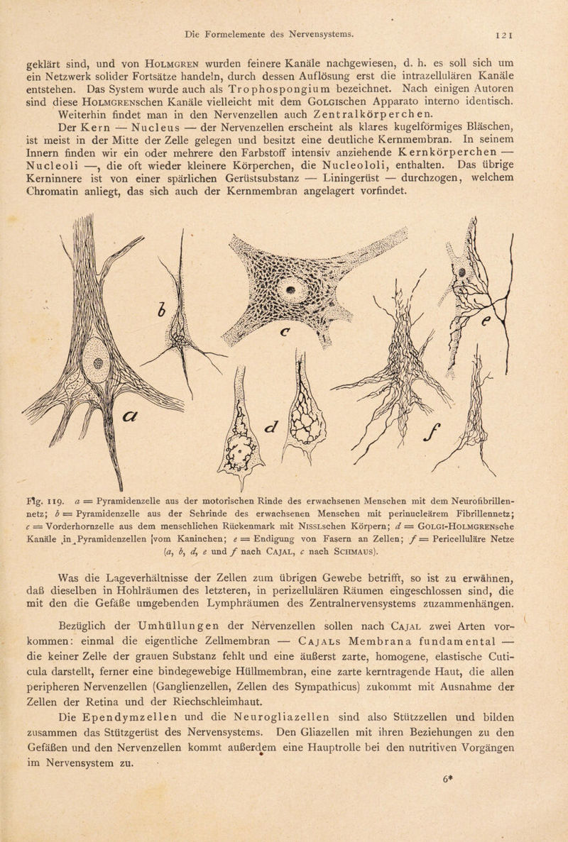 geklärt sind, und von Holmgren wurden feinere Kanäle nachgewiesen, d. h. es soll sich um ein Netzwerk solider Fortsätze handeln, durch dessen Auflösung erst die intrazellulären Kanäle entstehen. Das System wurde auch als Trophospongium bezeichnet. Nach einigen Autoren sind diese HoLMGRENschen Kanäle vielleicht mit dem GoLGischen Apparate interno identisch. Weiterhin findet man in den Nervenzellen auch Zentralkörperchen. Der Kern — Nucleus — der Nervenzellen erscheint als klares kugelförmiges Bläschen, ist meist in der Mitte der Zelle gelegen und besitzt eine deutliche Kemmembran. In seinem Innern finden wir ein oder mehrere den Farbstoff intensiv anziehende Kernkörperchen — Nucleoli —-, die oft wieder kleinere Körperchen, die Nucleololi, enthalten. Das übrige Kerninnere ist von einer spärlichen Gerüstsubstanz — Liningerüst —- durchzogen, welchem Chromatin anliegt, das sich auch der Kernmembran angelagert vorfindet. Flg. 119. a = Pyramidenzelle aus der motorischen Rinde des erwachsenen Menschen mit dem Neurofibrillen¬ netz; b = Pyramidenzelle aus der Sehrinde des erwachsenen Menschen mit perinucleärem Fibrillennetz; c = Vorderhornzelle aus dem menschlichen Rückenmark mit NissLschen Körpern; d — GoLGi-HoLMGRENsche Kanäle kin Pyramidenzellen (vom Kaninchen; e = Endigung von Fasern an Zellen; f = Pericelluläre Netze (a, b, d, e und f nach Cajal, c nach Schmaus). Was die Lageverhältnisse der Zellen zum übrigen Gewebe betrifft, so ist zu erwähnen, daß dieselben in Hohlräumen des letzteren, in perizellulären Räumen eingeschlossen sind, die mit den die Gefäße umgebenden Lymphräumen des Zentralnervensystems zuzammenhängen. Bezüglich der Umhüllungen der Nervenzellen sollen nach Cajal zwei Arten Vor¬ kommen: einmal die eigentliche Zellmembran — Cajals Membrana fundamental —- die keiner Zelle der grauen Substanz fehlt und eine äußerst zarte, homogene, elastische Cuti¬ cula darstellt, ferner eine bindegewebige Hüllmembran, eine zarte kerntragende Haut, die allen peripheren Nervenzellen (Ganglienzellen, Zellen des Sympathicus) zukommt mit Ausnahme der Zellen der Retina und der Riechschleimhaut. Die Ependymzeilen und die Neurogliazellen sind also Stützzellen und bilden zusammen das Stützgerüst des Nervensystems. Den Gliazellen mit ihren Beziehungen zu den Gefäßen und den Nervenzellen kommt außerdem eine Hauptrolle bei den nutritiven Vorgängen im Nervensystem zu. 6*
