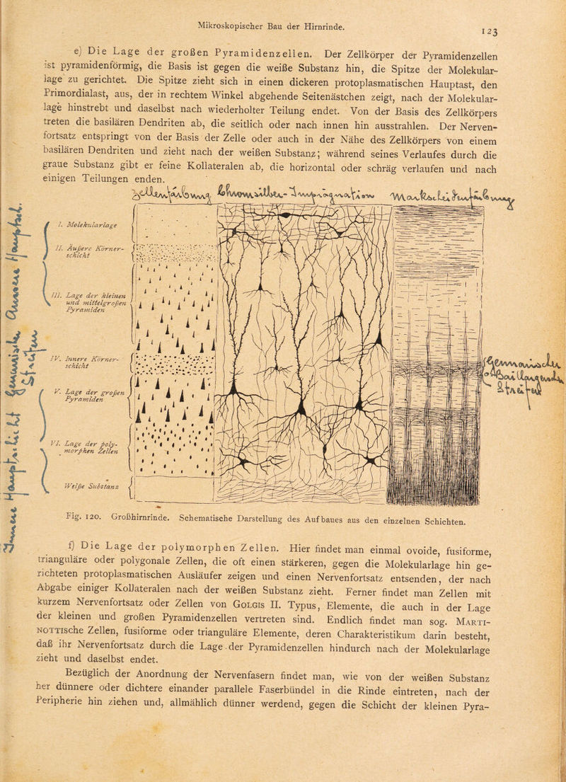 123 e; Die Lage der großen Pyramidenzellen. Der Zellkörper ddr Pyramidenzellen st pyramidenförmig, die Basis ist gegen die weiße Substanz hin, die Spitze der Molekular¬ lage zu gerichtet Die Spitze zieht sich in einen dickeren protoplasmatischen Hauptast, den Primordialast, aus, der in rechtem Winkel abgehende Seitenästchen zeigt, nach der Molekular¬ lage hinstrebt und daselbst nach wiederholter Teilung endet. Von der Basis des Zellkörpers treten die basilären Dendriten ab, die seitlich oder nach innen hin ausstrahlen. Der Nerven¬ fortsatz entspringt von der Basis der Zelle oder auch in der Nähe des Zellkörpers von einem basilären Dendriten und zieht nach der weißen Substanz; während seines Verlaufes durch die graue bubstanz gibt er feine Koliateralen ab, die horizontal oder schräg verlaufen und nach einigen Teilungen enden. .... —lg) I. Molekularlage II. Außere Körner- schicht 111. Lage der kleinen und rnitteigr oßen ( ^ i Pyramiden * IV. Innere Körner¬ schicht V Lage der großen Pyramiden VI. Lage der poly¬ morphen Zellen Weiße Suds tanz i J ng. 120. Großhirnrinde. Schematische Darstellung des Aufbaues aus den einzelnen Schichten. i; Die Lage der polymorphen Zellen. Hier findet man einmal ovoide, fusiforme, trianguläre oder polygonale Zellen, die oft einen stärkeren, gegen die Molekularlage hin ge¬ richteten protoplasmatischen Ausläufer zeigen und einen Nervenfortsatz entsenden, der nach Abgabe einiger Koliateralen nach der weißen Substanz zieht. Ferner findet man Zeilen mit kurzem Nervenfortsatz oder Zellen von Golgis II. Typus, Elemente, die auch in der Lage der kleinen und großen Pyramidenzellen vertreten sind. Endlich findet man sog. Marti- NOTTische Zellen, fusiforme oder trianguläre Elemente, deren Charakteristikum darin besteht, daß ihr Nervenfortsatz durch die Lage-der Pyramidenzellen hindurch nach der Molekularlage zieht und daselbst endet. Bezüglich der Anordnung der Nervenfasern findet man, wie von der weißen Substanz ner dünnere oder dichtere einander parallele Faserbündel in die Rinde eintreten, nach der Peripherie hin ziehen und, allmählich dünner werdend, gegen die Schicht der kleinen Pyra- •i \