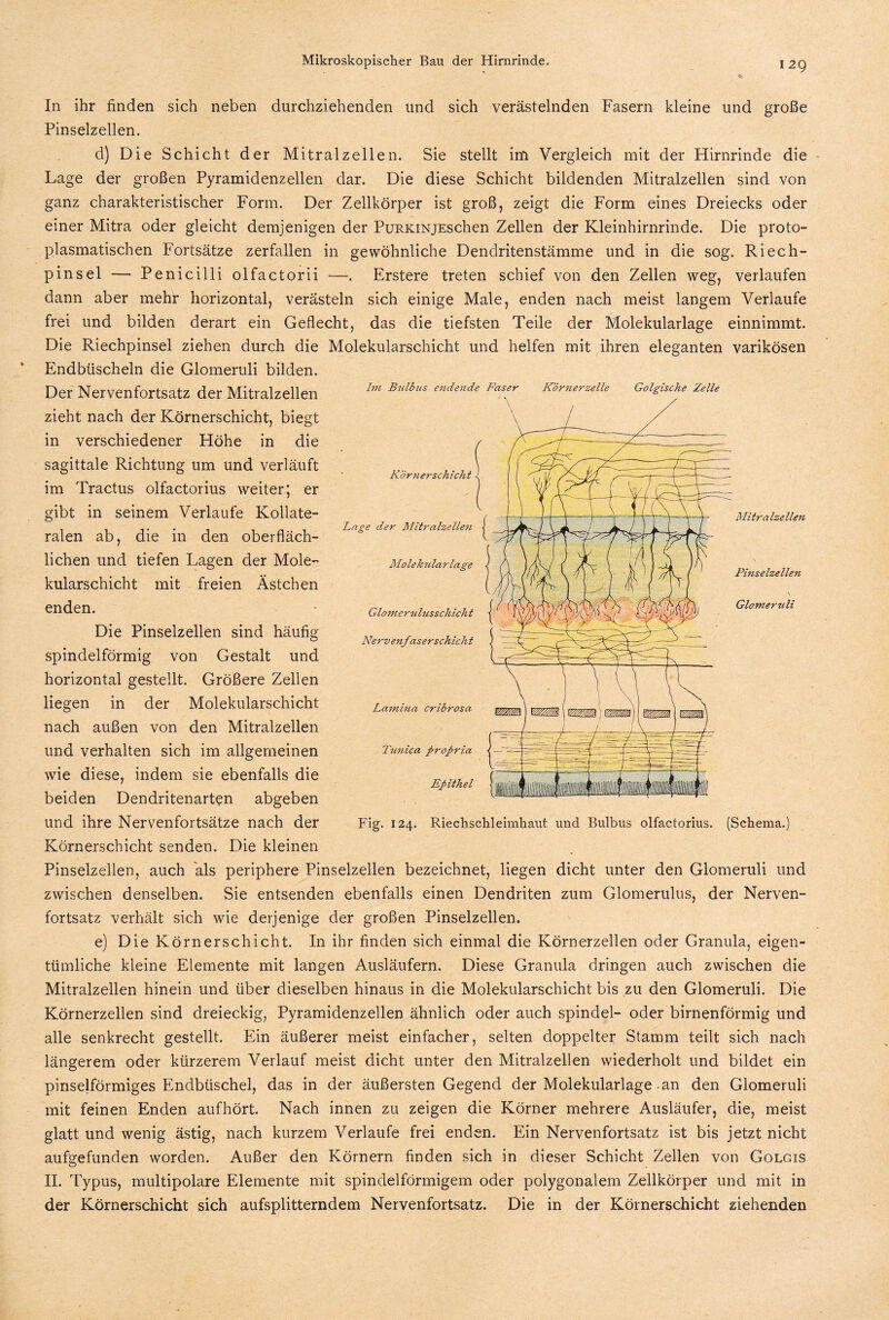 In ihr finden sich neben durchziehenden und sich verästelnden Fasern kleine und große Pinselzellen. d) Die Schicht der Mitral zellen. Sie stellt ini Vergleich mit der Hirnrinde die Lage der großen Pyramidenzellen dar. Die diese Schicht bildenden Mitralzellen sind von ganz charakteristischer Form. Der Zellkörper ist groß, zeigt die Form eines Dreiecks oder einer Mitra oder gleicht demjenigen der PuRKiNjEschen Zellen der Kleinhirnrinde. Die proto¬ plasmatischen Fortsätze zerfallen in gewöhnliche Dendritenstämme und in die sog. Riech¬ pinsel — Penicilli olfactorii —Erstere treten schief von den Zellen weg, verlaufen dann aber mehr horizontal, verästeln sich einige Male, enden nach meist langem Verlaufe frei und bilden derart ein Geflecht, das die tiefsten Teile der Molekularlage einnimmt. Die Riechpinsel ziehen durch die Molekularschicht und helfen mit ihren eleganten varikösen Endbüscheln die Glomeruli bilden. Der Nervenfortsatz der Mitralzellen zieht nach der Körnerschicht, biegt in verschiedener Höhe in die sagittale Richtung um und verläuft im Tractus olfactorius weiter; er gibt in seinem Verlaufe Kollate- ralen ab, die in den oberfläch¬ lichen und tiefen Lagen der Mole¬ kularschicht mit freien Ästchen enden. Die Pinselzellen sind häufig spindelförmig von Gestalt und horizontal gestellt. Größere Zellen liegen in der Molekularschicht nach außen von den Mitralzellen und verhalten sich im allgemeinen wie diese, indem sie ebenfalls die beiden Dendritenarten abgeben und ihre Nervenfortsätze nach der Körnerschicht senden. Die kleinen Pinselzellen, auch als periphere Pinselzellen bezeichnet, liegen dicht unter den Glomeruli und zwischen denselben. Sie entsenden ebenfalls einen Dendriten zum Glomerulus, der Nerven¬ fortsatz verhält sich wie derjenige der großen Pinselzellen. e) Die Körnerschicht. In ihr finden sich einmal die Körnerzellen oder Granula, eigen¬ tümliche kleine Elemente mit langen Ausläufern. Diese Granula dringen auch zwischen die Mitralzellen hinein und über dieselben hinaus in die Molekularschicht bis zu den Glomeruli. Die Körnerzellen sind dreieckig, Pyramidenzellen ähnlich oder auch spindel- oder birnenförmig und alle senkrecht gestellt. Ein äußerer meist einfacher, selten doppelter Stamm teilt sich nach längerem oder kürzerem Verlauf meist dicht unter den Mitralzellen wiederholt und bildet ein pinselförmiges Endbüschel, das in der äußersten Gegend der Molekularlage an den Glomeruli mit feinen Enden aufhört. Nach innen zu zeigen die Körner mehrere Ausläufer, die, meist glatt und wenig ästig, nach kurzem Verlaufe frei enden. Ein Nervenfortsatz ist bis jetzt nicht aufgefunden worden. Außer den Körnern finden sich in dieser Schicht Zellen von Golgis II. Typus, multipolare Elemente mit spindelförmigem oder polygonalem Zellkörper und mit in der Körnerschicht sich aufsplitterndem Nervenfortsatz. Die in der Körnerschicht ziehenden Im Bulbus endende Faser Körnerzelle Golgische Zelle Mitralzellen Pinselzellen \ Glomeruli Fig. 124. Riechschleimhaut und Bulbus olfactorius. (Schema.)