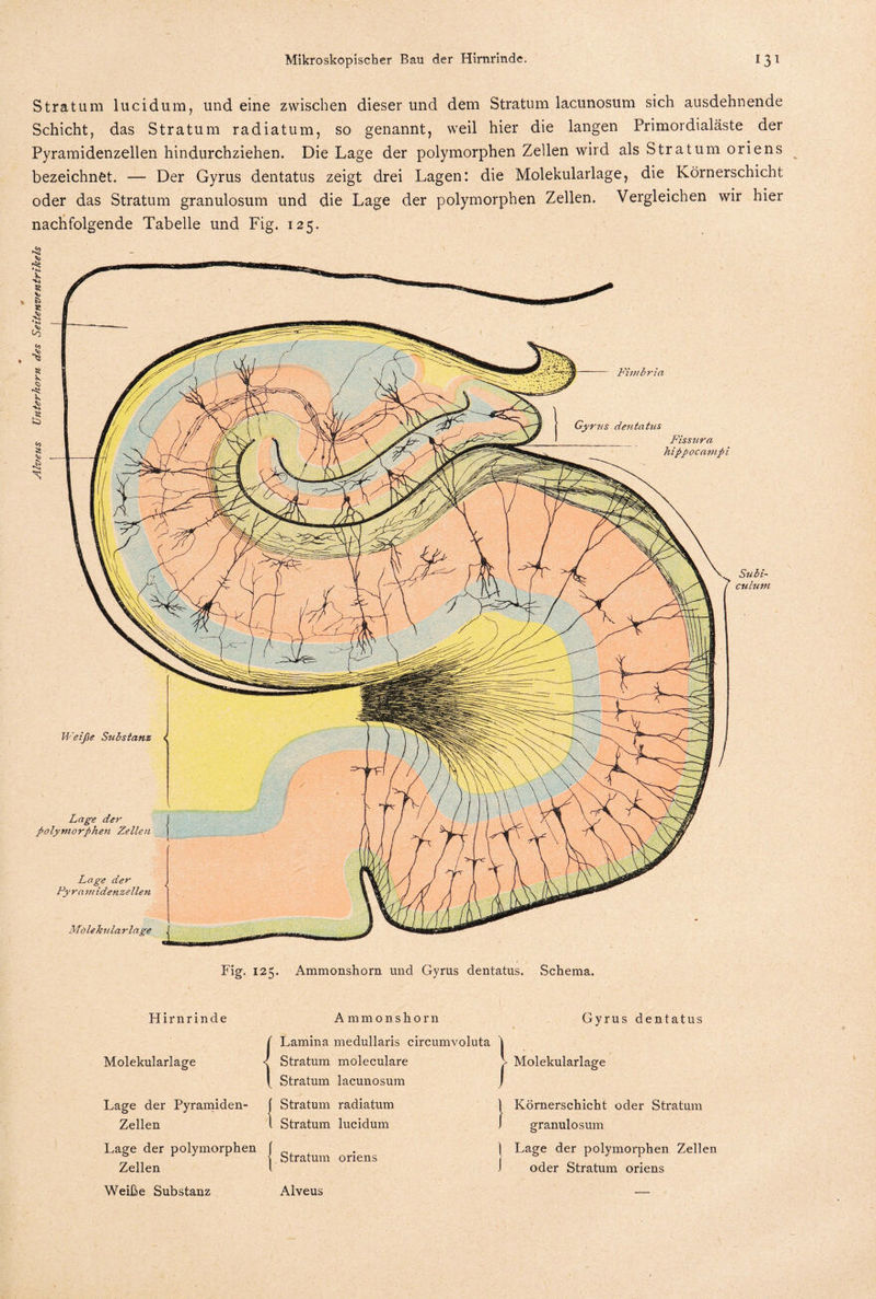 Stratum lucidum, und eine zwischen dieser und dem Stratum lacunosum sich ausdehnende Schicht, das Stratum radiatum, so genannt, weil hier die langen Primordialäste der Pyramidenzellen hindurchziehen. Die Lage der polymorphen Zellen wird als Stratum oriens bezeichnet. — Der Gyrus dentatus zeigt drei Lagen: die Molekularlage, die Körnerschicht oder das Stratum granulosum und die Lage der polymorphen Zellen, Vergleichen wir hier nachfolgende Tabelle und Fig. 125. Weiße Substanz Lage der polymorphen Zellen Lage der Pyramidenzellen Molekularlage < P'imbria Gyrus dentatus Fissura hippocampi Fig. 125. Ammonshorn und Gyrus dentatus. Schema. Subi- culum Hirnrinde Molekularlage Lage der Pyramiden- Zellen Lage der polymorphen Zellen Ammonsho r n Lamina medullaris circumvoluta Stratum moleculare Stratum lacunosum Stratum radiatum Stratum lucidum Stratum oriens Gyrus dentatus Molekularlage Körnerschicht oder Stratum granulosum Lage der polymorphen Zellen oder Stratum oriens Weiße Substanz Alveus
