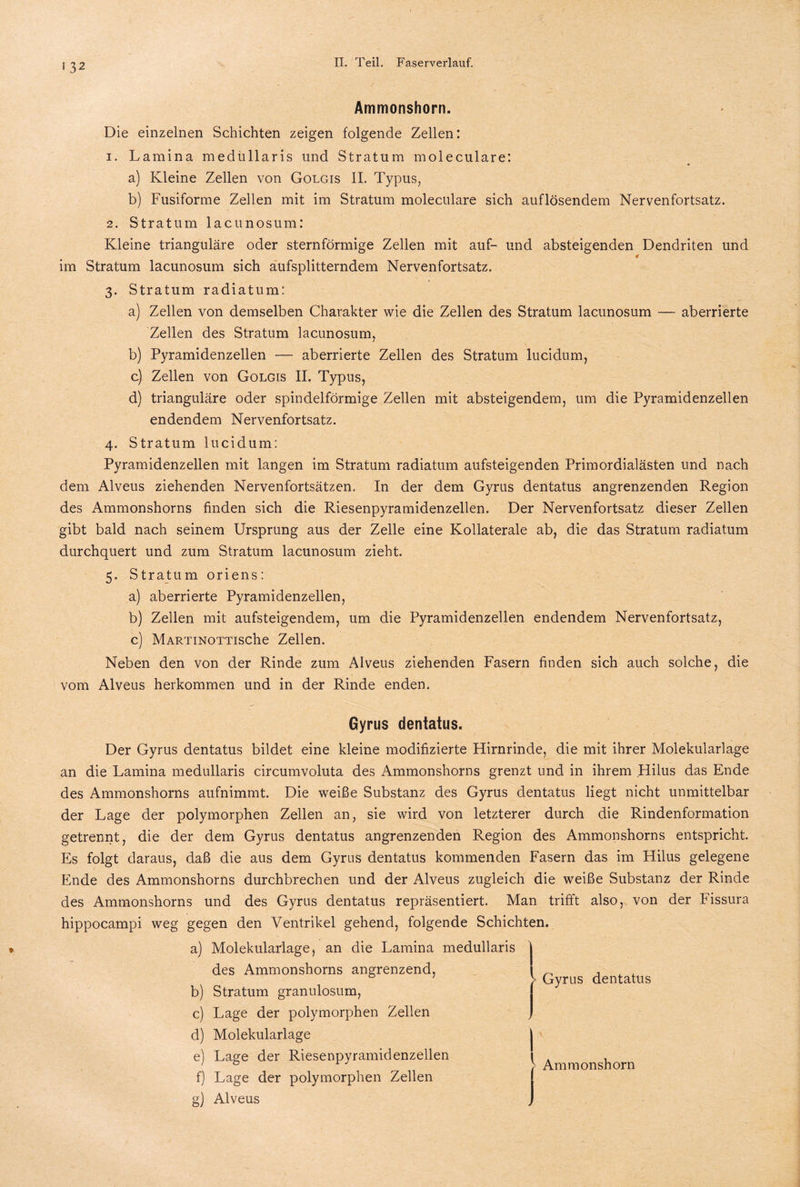 Ammonshorn. Die einzelnen Schichten zeigen folgende Zellen: 1. Lamina medüllaris und Stratum moleculare: a) Kleine Zellen von Golgis II. Typus, b) Fusiforme Zellen mit im Stratum moleculare sich auflösendem Nervenfortsatz. 2. Stratum lacunosum: Kleine trianguläre oder sternförmige Zellen mit auf- und absteigenden Dendriten und im Stratum lacunosum sich aufsplitterndem Nervenfortsatz. 3. Stratum radiatum: a) Zellen von demselben Charakter wie die Zellen des Stratum lacunosum — aberrierte Zellen des Stratum lacunosum, b) Pyramidenzellen — aberrierte Zellen des Stratum lucidum, c) Zellen von Golgis II. Typus, d) trianguläre oder spindelförmige Zellen mit absteigendem, um die Pyramidenzellen endendem Nervenfortsatz. 4. Stratum lucidum: Pyramidenzellen mit langen im Stratum radiatum aufsteigenden Primordialästen und nach dem Alveus ziehenden Nervenfortsätzen. In der dem Gyrus dentatus angrenzenden Region des Ammonshorns finden sich die Riesenpyramidenzellen. Der Nervenfortsatz dieser Zellen gibt bald nach seinem Ursprung aus der Zelle eine Kollaterale ab, die das Stratum radiatum durchquert und zum Stratum lacunosum zieht. 5. Stratum oriens: a) aberrierte Pyramidenzellen, b) Zellen mit aufsteigendem, um die Pyramidenzellen endendem Nervenfortsatz, c) MARTiNOTTische Zellen. Neben den von der Rinde zum Alveus ziehenden Fasern finden sich auch solche, die vom Alveus herkommen und in der Rinde enden. Gyrus dentatus. Der Gyrus dentatus bildet eine kleine modifizierte Hirnrinde, die mit ihrer Molekularlage an die Lamina medüllaris circumvoluta des Ammonshorns grenzt und in ihrem Hilus das Ende des Ammonshorns aufnimmt. Die weiße Substanz des Gyrus dentatus liegt nicht unmittelbar der Lage der polymorphen Zellen an, sie wird von letzterer durch die Rindenformation getrennt, die der dem Gyrus dentatus angrenzenden Region des Ammonshorns entspricht. Es folgt daraus, daß die aus dem Gyrus dentatus kommenden Fasern das im Hilus gelegene Ende des Ammonshorns durchbrechen und der Alveus zugleich die weiße Substanz der Rinde des Ammonshorns und des Gyrus dentatus repräsentiert. Man trifft also, von der Fissura hippocampi weg gegen den Ventrikel gehend, folgende Schichten. a) Molekularlage, an die Lamina medüllaris des Ammonshorns angrenzend, b) Stratum granulosum, c) Lage der polymorphen Zellen d) Molekularlage e) Lage der Riesenpyramidenzellen f) Lage der polymorphen Zellen g) Alveus > Ammonshorn I > Gyrus dentatus