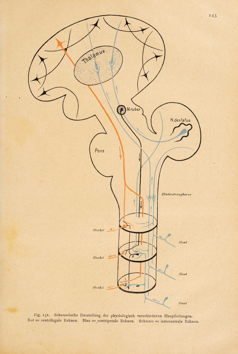 N.ruber N.denla tus Muskel Haut Mtcskel Haut Muskel Haut l'ig- I3I* Schematische Darstellung der physiologisch verschiedenen Hauptleitungen. . = zentrifugale Bahnen. Blau = zentripetale Bahnen. Schwarz = interzentrale Bahnen