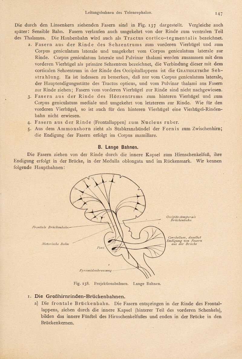 Die durch den Linsenkern ziehenden Fasern sind in Fig. 137 dargestellt, Vergleiche auch später: Sensible Bahn. Fasern verlaufen auch umgekehrt von der Rinde zum ventralen Teil des Thalamus. Die Haubenbahn wird auch als Tractus cortico-tegmentalis bezeichnet. 2. Fasern aus der Rinde des Sehzentrums zum vorderen Vierhügel und zum Corpus geniculatum laterale und umgekehrt vom Corpus geniculatum laterale zur Rinde. Corpus geniculatum laterale und Pulvinar thalami werden zusammen mit dem vorderen Vierhügel als primäre Sehzentren bezeichnet, die Verbindung dieser mit dem corticalen Sehzentrum in der Rinde des Occipitallappens ist die GRATiOLETSche Seh¬ strahlung. Es ist indessen zu bemerken, daß nur vom Corpus geniculatum laterale, der Hauptendigungsstätte des Tractus opticus, und vom Pulvinar thalami aus Fasern zur Rinde ziehen; Fasern vom vorderen Vierhügel zur Rinde sind nicht nachgewiesen. 3. Fasern aus der Rinde des Hörzentrums zum hinteren Vierhügel und zum Corpus geniculatum mediale und umgekehrt von letzterem zur Rinde. Wie für den vorderen Vierhügel, so ist auch für den hinteren Vierhügel eine Vierhügel-Rinden¬ bahn nicht erwiesen. 4. Fasern aus der Rinde (Frontallappen) zum Nucleus ruber. 5. Aus dem Ammonshorn zieht als Stabkranzbündel der Fornix zum Zwischenhirn; die Endigung der Fasern erfolgt im Corpus mamillare. B. Lange Bahnen. Die Fasern ziehen von der Rinde durch die innere Kapsel zum Hirnschenkelfuß, ihre Endigung erfolgt in der Brücke, in der Medulla oblongata und im Rückenmark. Wir kennen folgende Hauptbahnen: Fro?itale Brückenbahn Motorische Bahn Occip ito - tempora le Brückenbahn Cerebellum, daselbst Endigung von Fasern aus der Brücke Fig. 138. Projektionsbahnen. Lange Bahnen. 1. Die Großhirnrinden-Brückenbahnen. a) Die frontale Brückenbahn. Die Fasern entspringen in der Rinde des Frontal¬ lappens, ziehen durch die innere Kapsel (hinterer Teil des vorderen Schenkels), bilden das innere Fünftel des Hirnschenkelfußes und enden in der Brücke in den Brückenkernen.